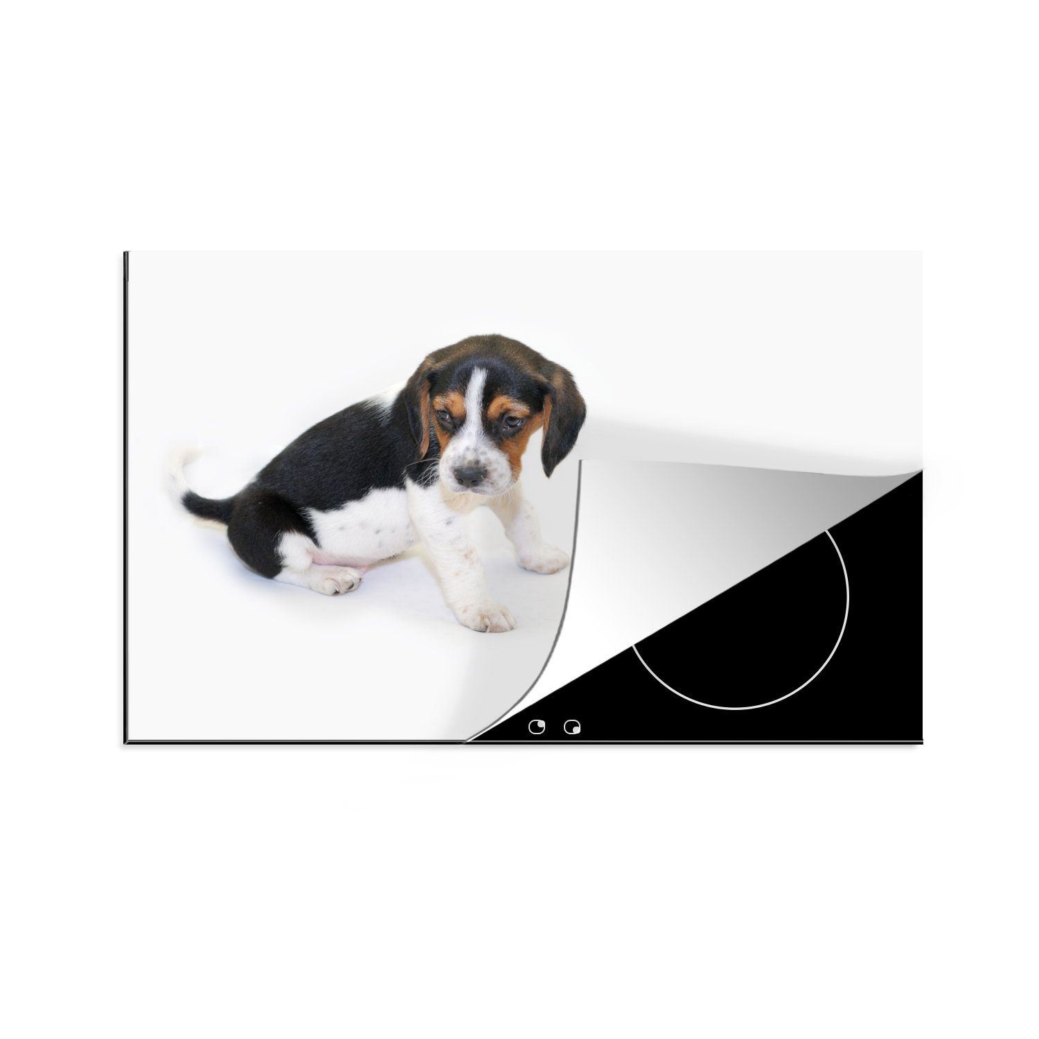 die (1 Vinyl, Schutz Ceranfeldabdeckung Beagle-Welpe Dreifarbiger cm, für MuchoWow tlg), küche, 81x52 weißem Hintergrund, auf Herdblende-/Abdeckplatte Induktionskochfeld