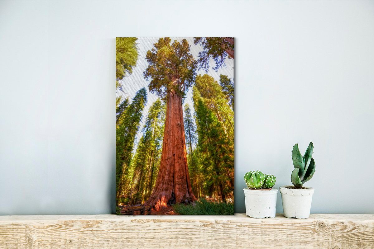 Sequoia-Bäume bespannt Leinwandbild 20x30 St), Zackenaufhänger, Gemälde, cm OneMillionCanvasses® im Leinwandbild Sequoia-Nationalpark in (1 inkl. fertig Nordamerika,