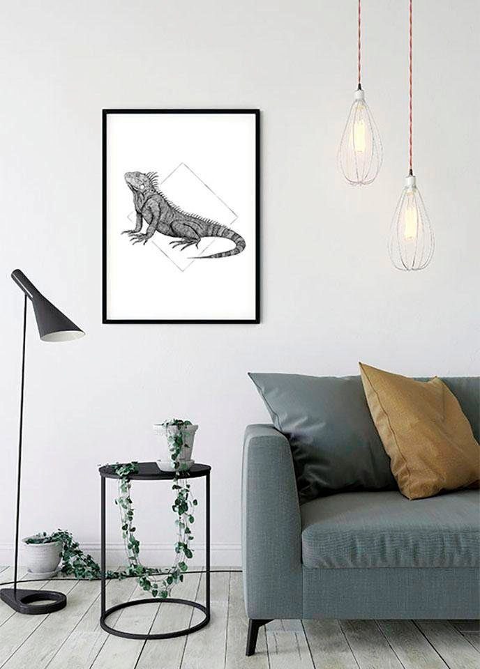 Komar Poster Iguana White, Tiere (1 St), Kinderzimmer, Schlafzimmer, Wohnzimmer