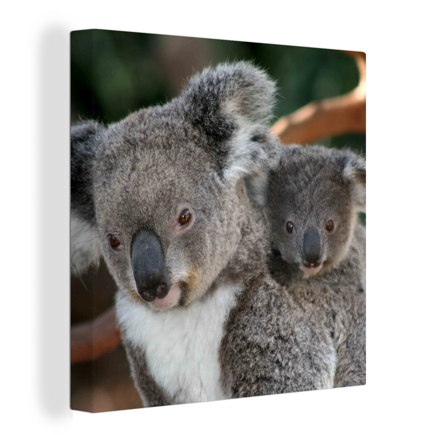 OneMillionCanvasses® Leinwandbild Koalas - Vater - Sohn - Jungen - Mädchen, (1 St), Leinwand Bilder für Wohnzimmer Schlafzimmer
