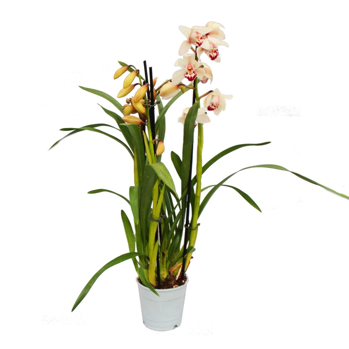 Exotenherz Zimmerpflanze Cymbidium Orchidee - Kahnorchidee - Die Orchidee f günstig online kaufen