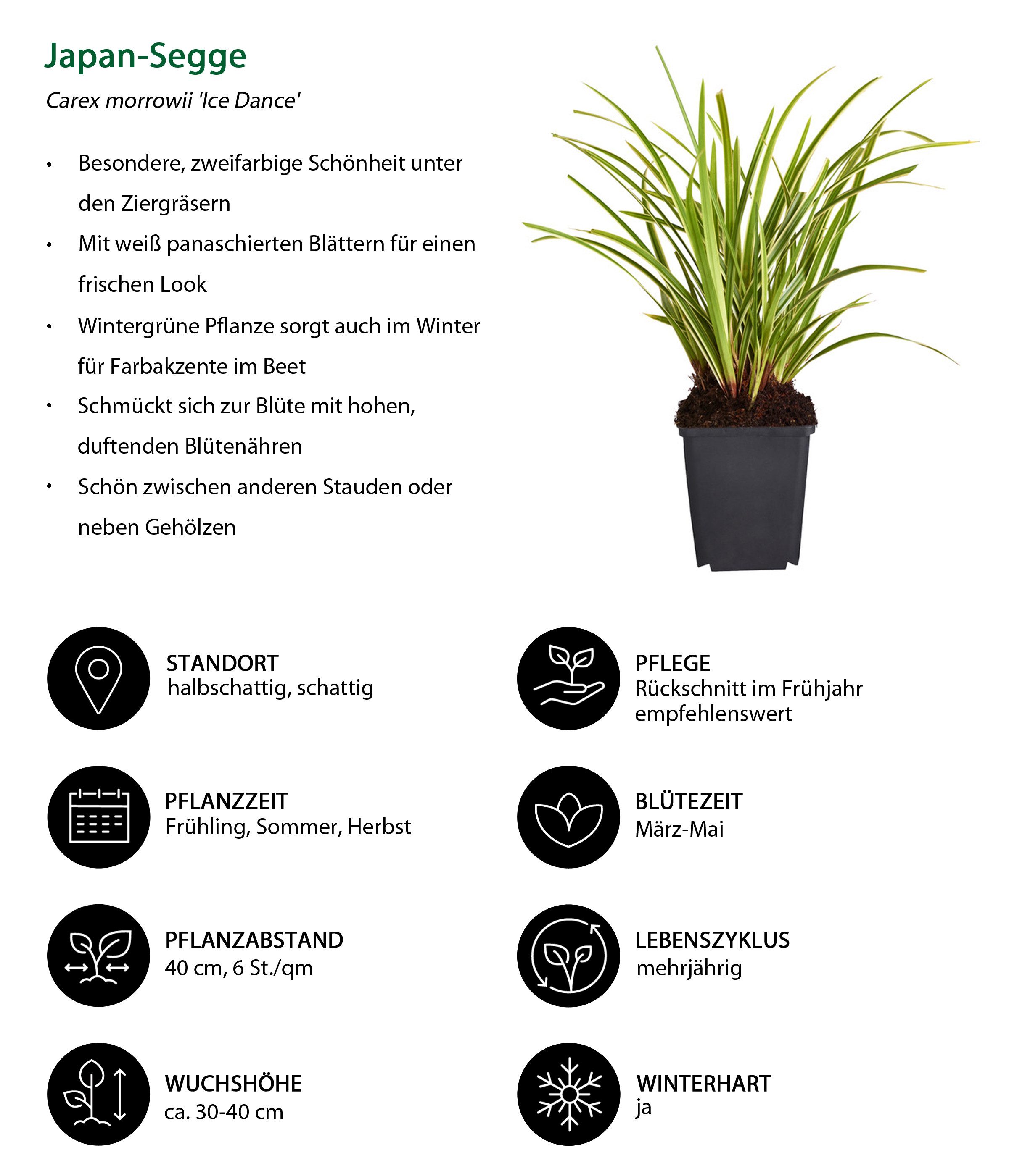 Dehner Staude Bio Stauden-Set für Halbschatten-Beete, je 10 cm exkl. Pflanztopf, je 3x 8 verschiedene Gartenstauden, insgesamt 24 mehrjährige Pflanzen