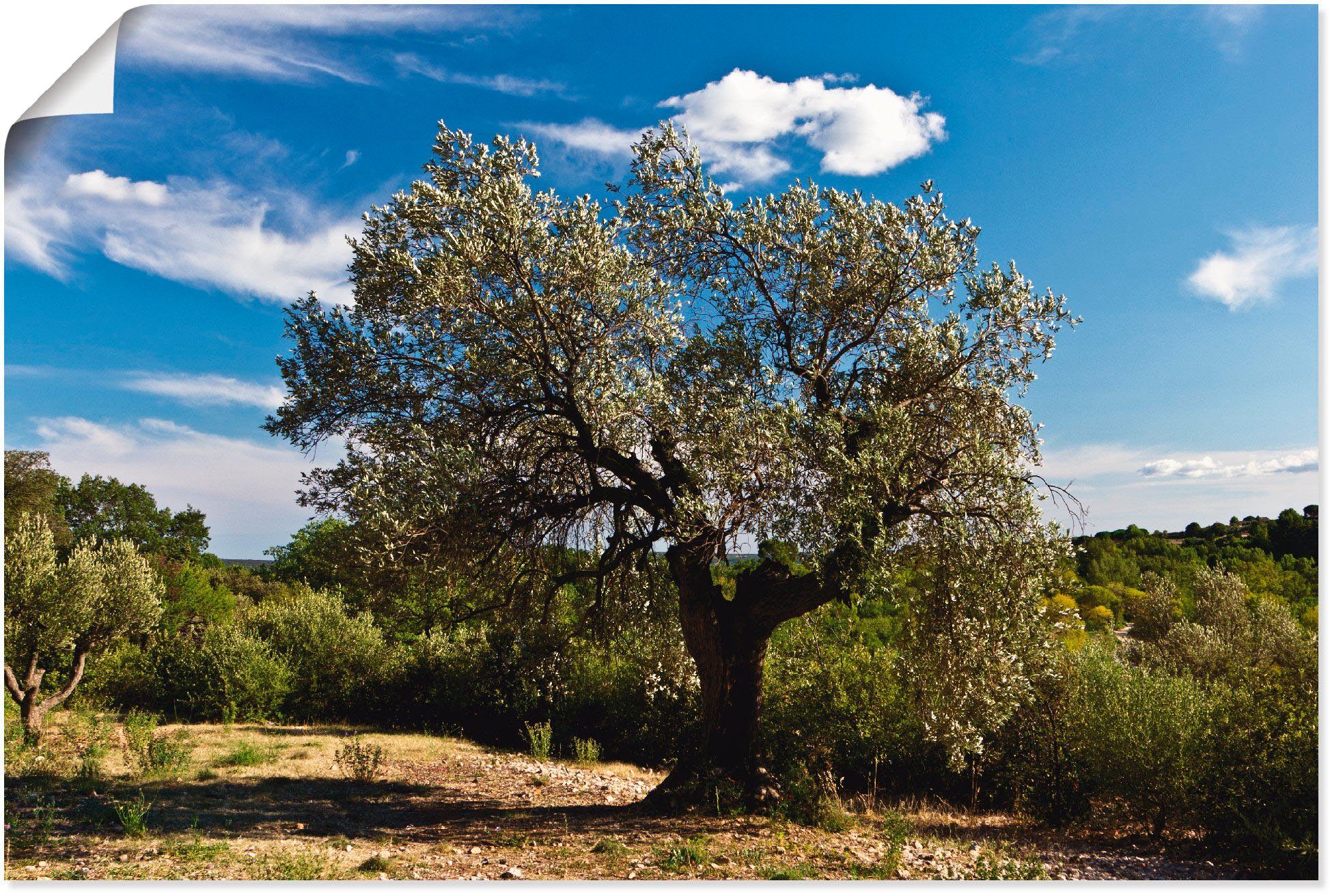 Artland Wandbild Olivenbaum in Südfrankreich, Größen St), als Poster (1 in Alubild, versch. oder Bäume Leinwandbild, Wandaufkleber