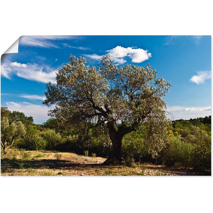 Artland Wandbild Olivenbaum in Südfrankreich Bäume (1 St) als Alubild Leinwandbild Wandaufkleber oder Poster in versch. Größen