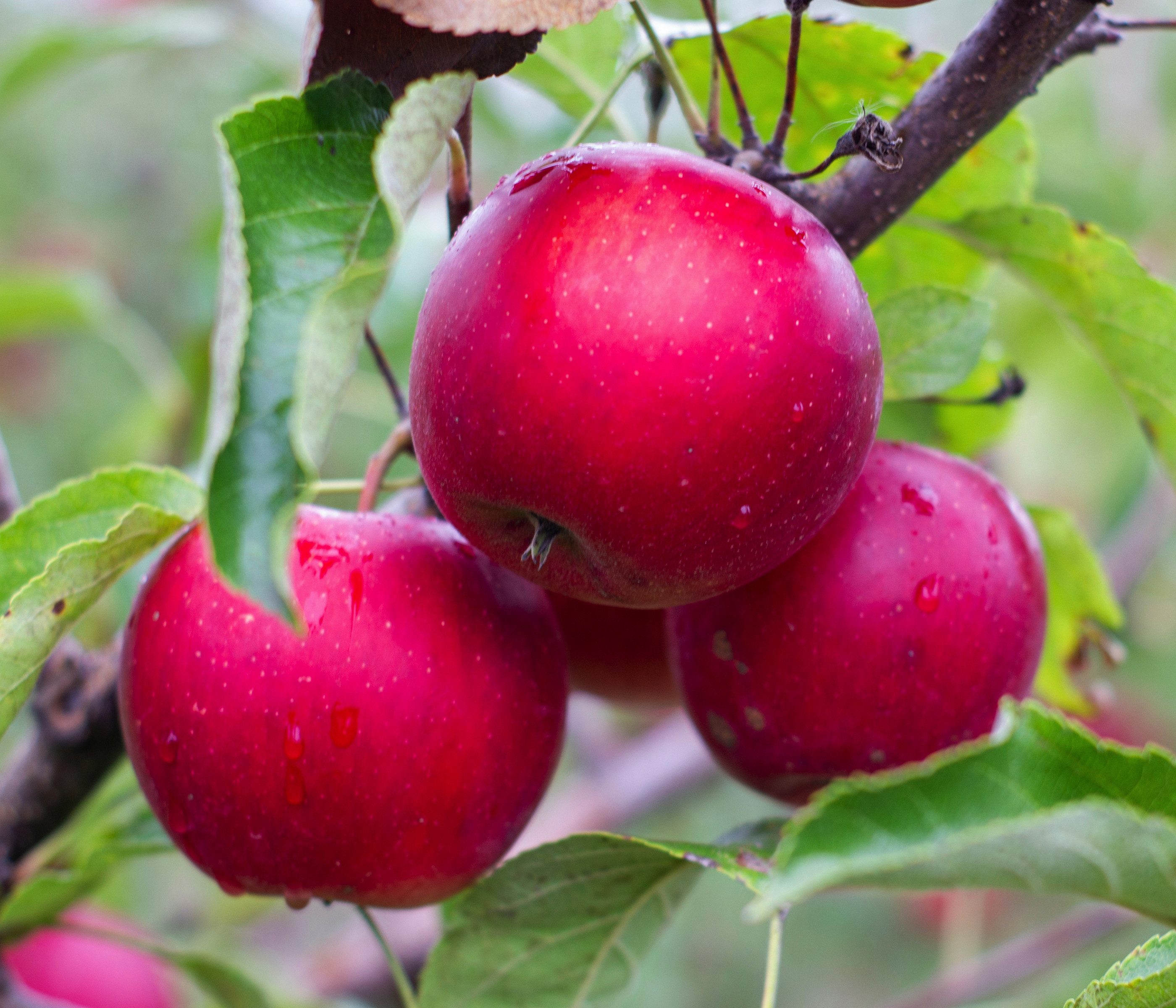 Dehner Apfelbaum Rotfleischiger Apfel Baya Marisa, Malus domestica, ca. 150-200 cm, Apfelbaum mit intensiv rosa Blüten und rotfleischigen Früchten