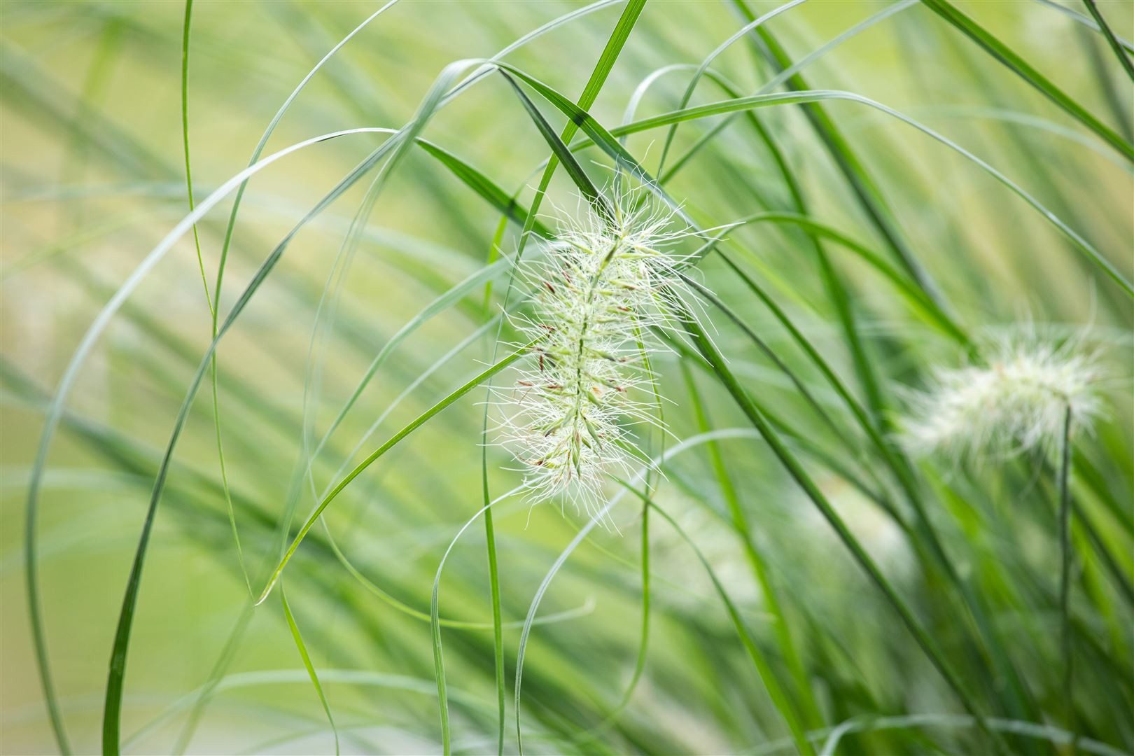 Pflanzen für Dich Травы Pennisetum setaceum Sky Rocket, 1 St., Lampenputzgras, zweifarbig, buschig