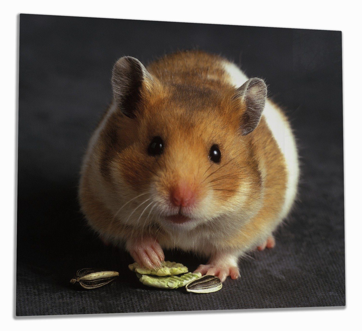 Wallario Herd-Abdeckplatte Putziger Hamster mit Nüssen zwischen den Pfoten, ESG-Sicherheitsglas, (Glasplatte, 1 tlg., inkl. 5mm Noppen), verschiedene Größen