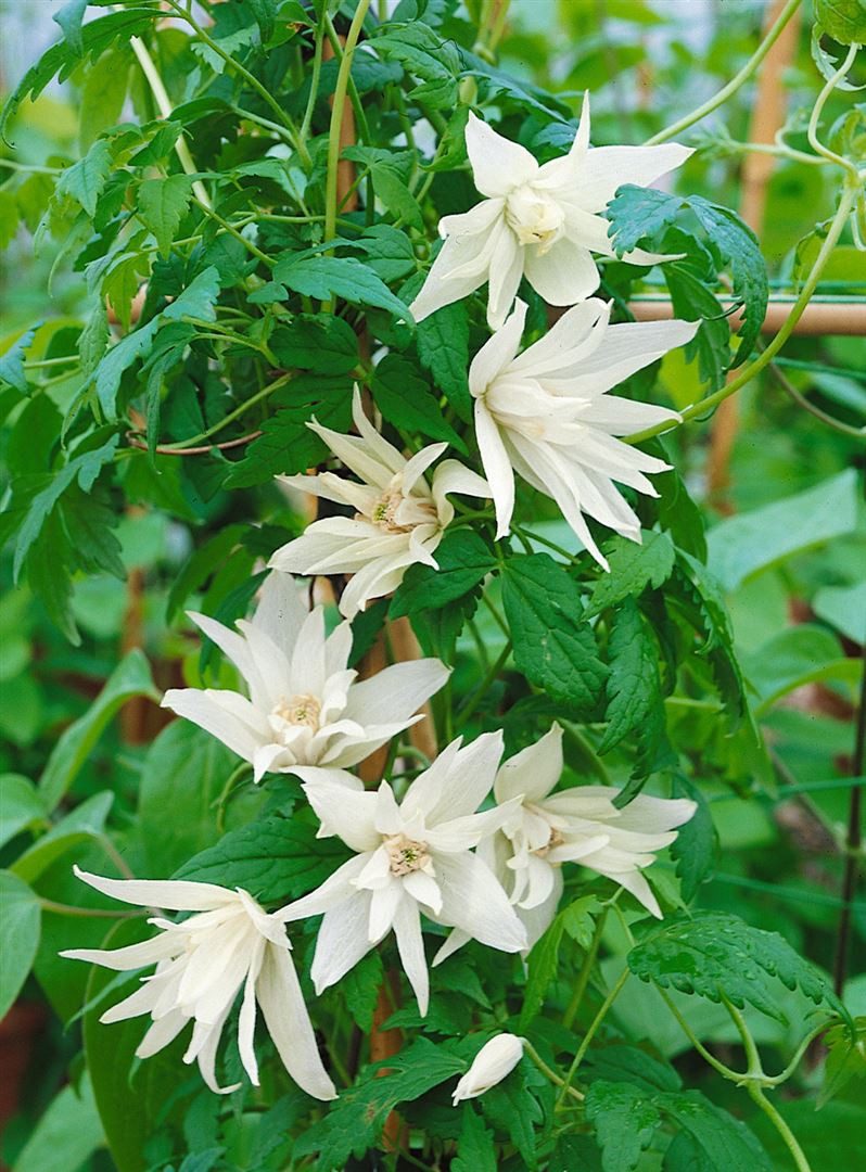 Pflanzen für Dich Kletterpflanze Clematis alpina, 1 St., Alpen-Waldrebe, Alpenrebe, blauviolett, frühblühend