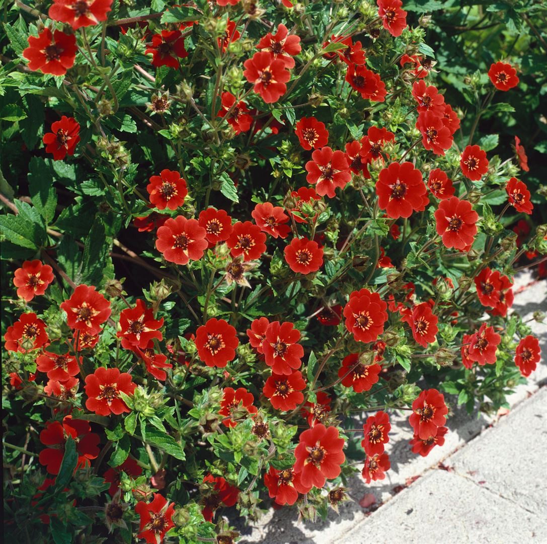 Pflanzen für Dich Bodendecker Potentilla atro. Gibson's Scarlet, 1 St., Fingerstrauch, Blut-Fingerkraut, leuchtendrot, langblühend