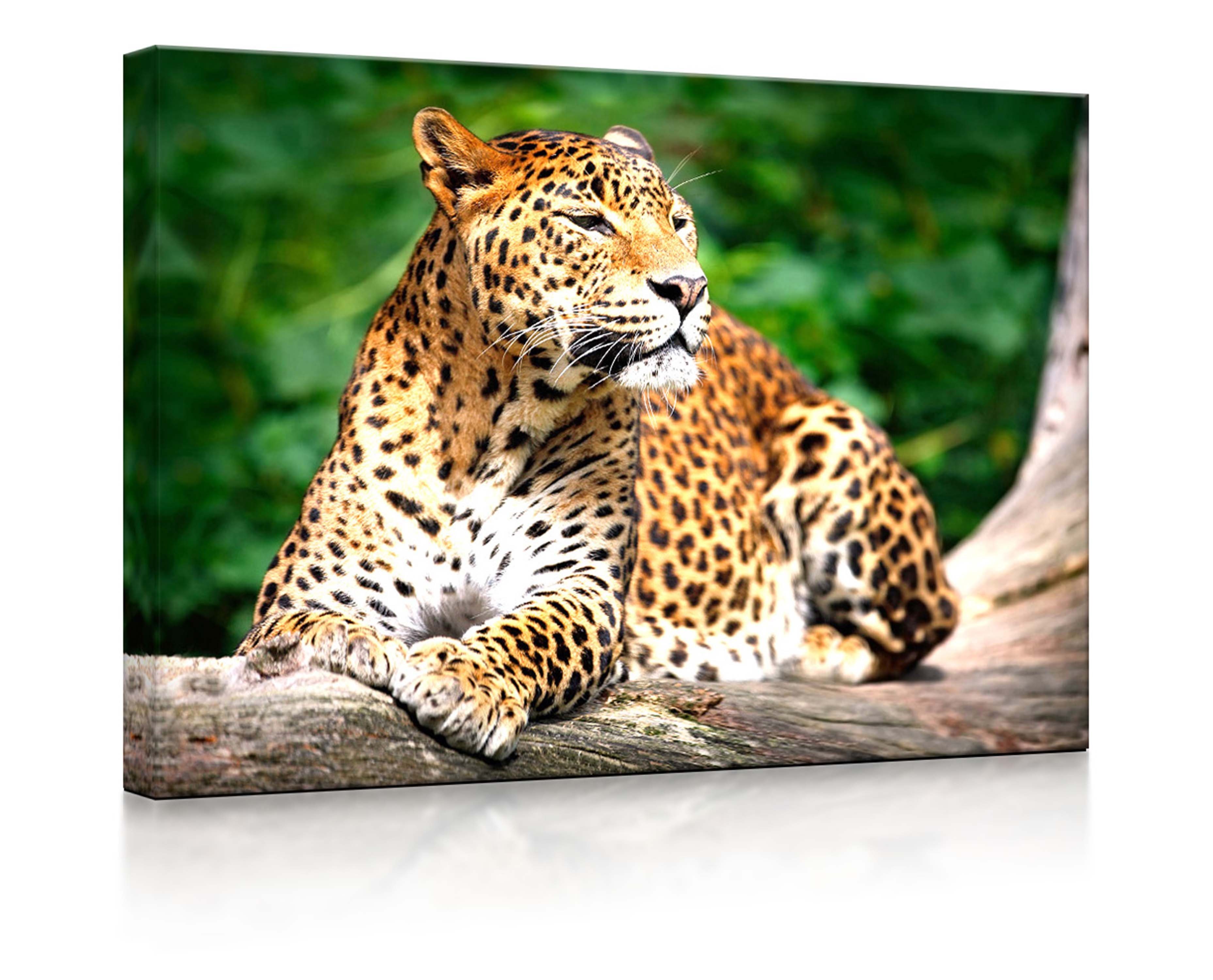 lightbox-multicolor LED-Bild Leopard in der Natur fully lighted / 100x70cm, Leuchtbild mit Fernbedienung
