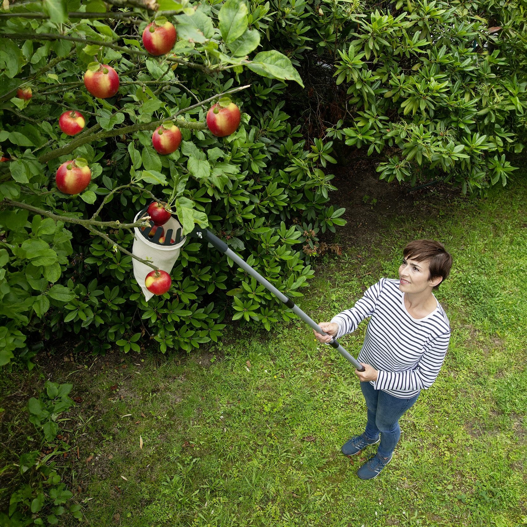 Maximex Obstpflücker Obstsammler XL, 122 cm max. Stiellänge, mit Teleskopstiel, 270º-Knickgelenk, ausziehbar von 56 - 122 cm