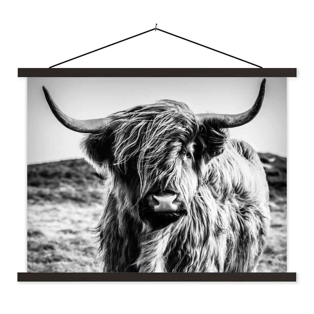 Poster Schottischer Highlander - Natur - Kuh - Schwarz - Weiß