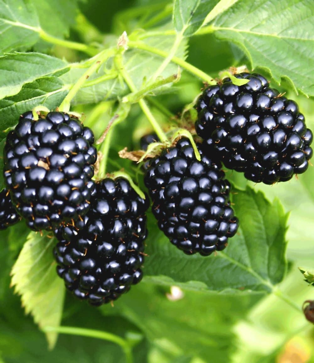 BALDUR Garten Obstpflanze Säulen-Brombeere Navaho® 'Big&Early', 1 St., Selbstbefruchtend, ertragreich, pflegeleicht