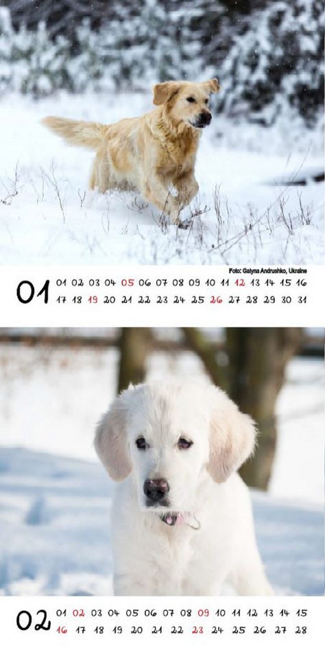 Thumbnail - Seelenzauber Tischkalender Hundezauber Golden Retriever Kalender für 2025 Format 10cm x 10cm