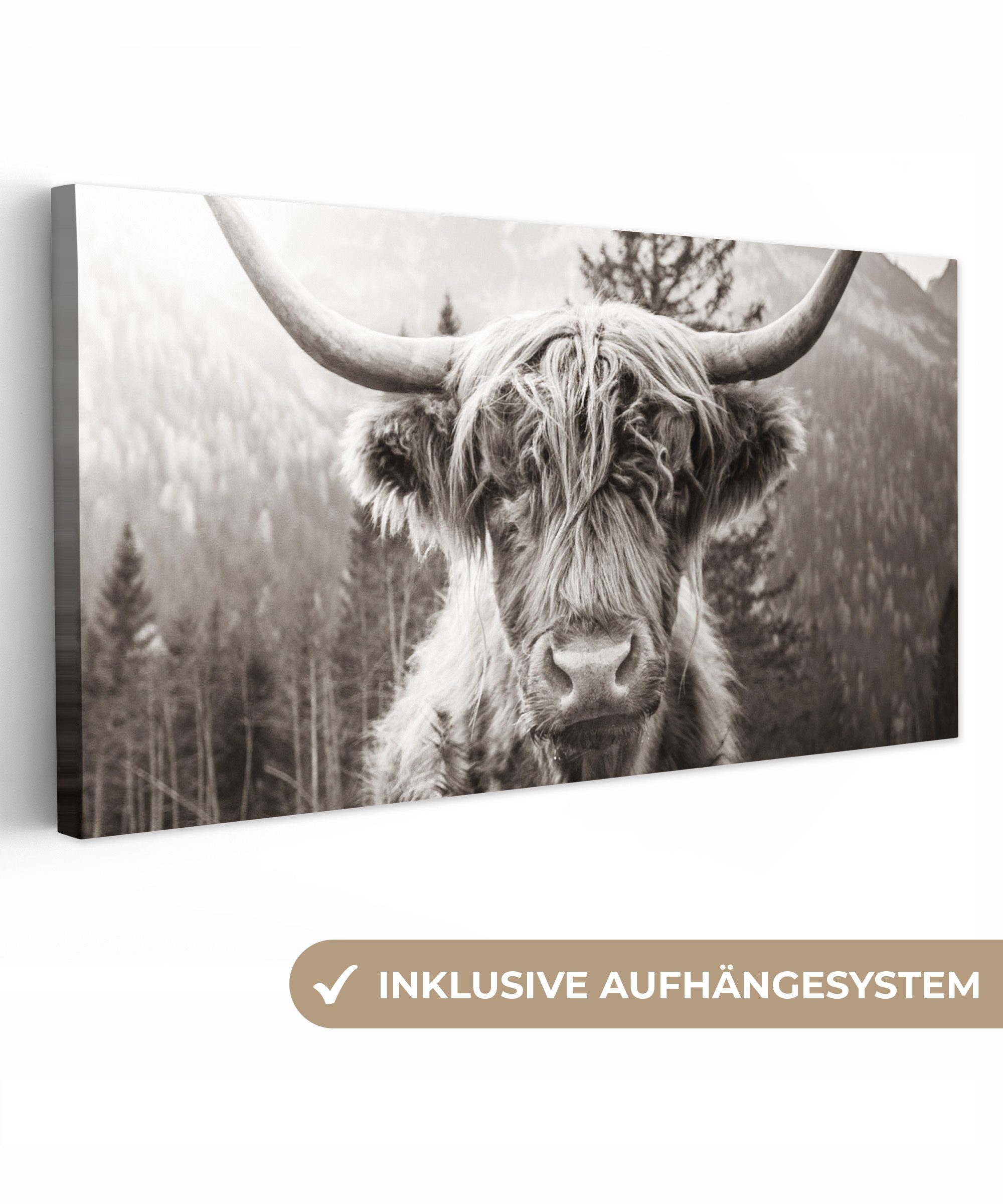 Schottischer Highlander - Kuh - Tiere - Schwarz - Weiß