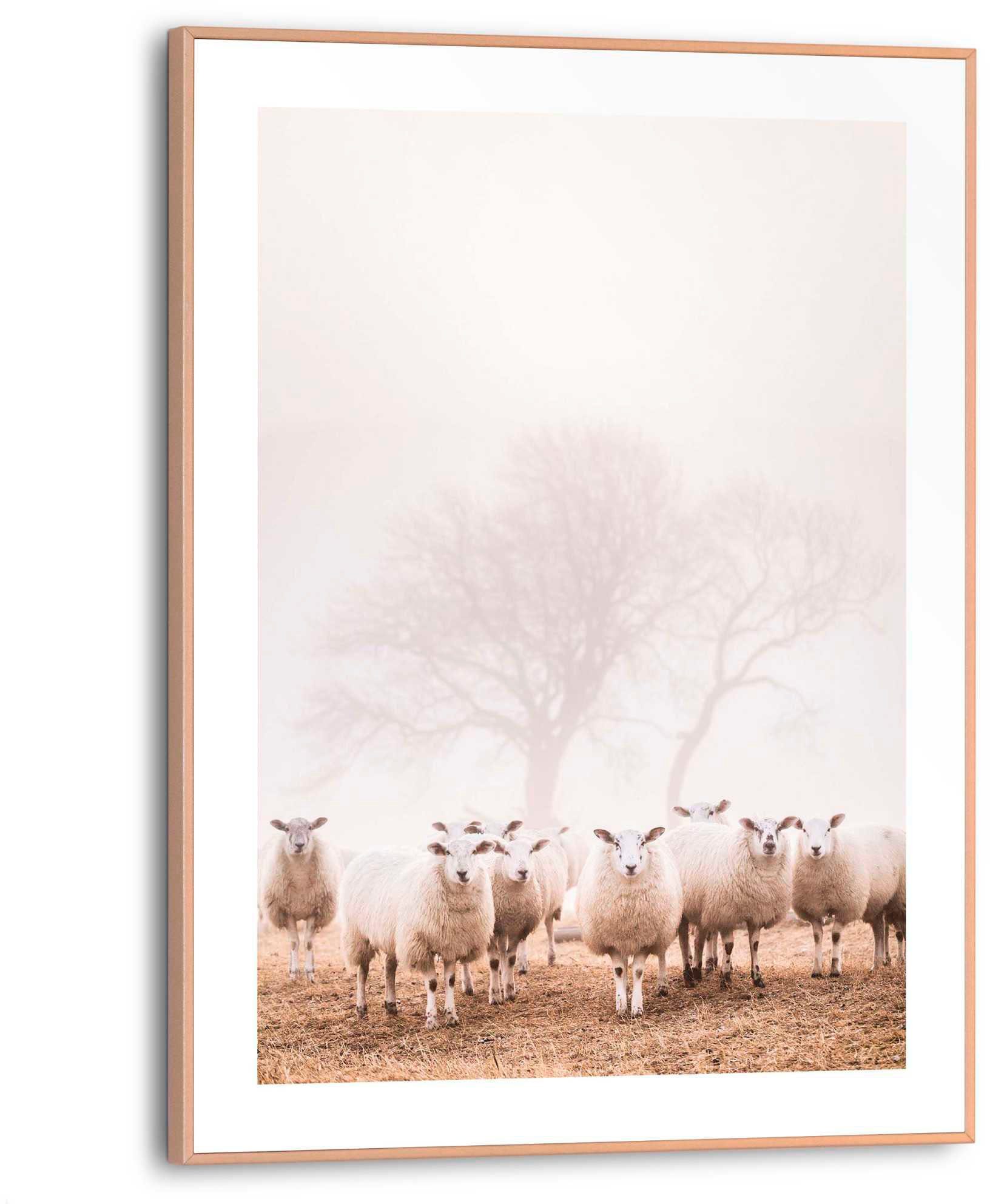 Schafe Nebel im Poster Reinders!