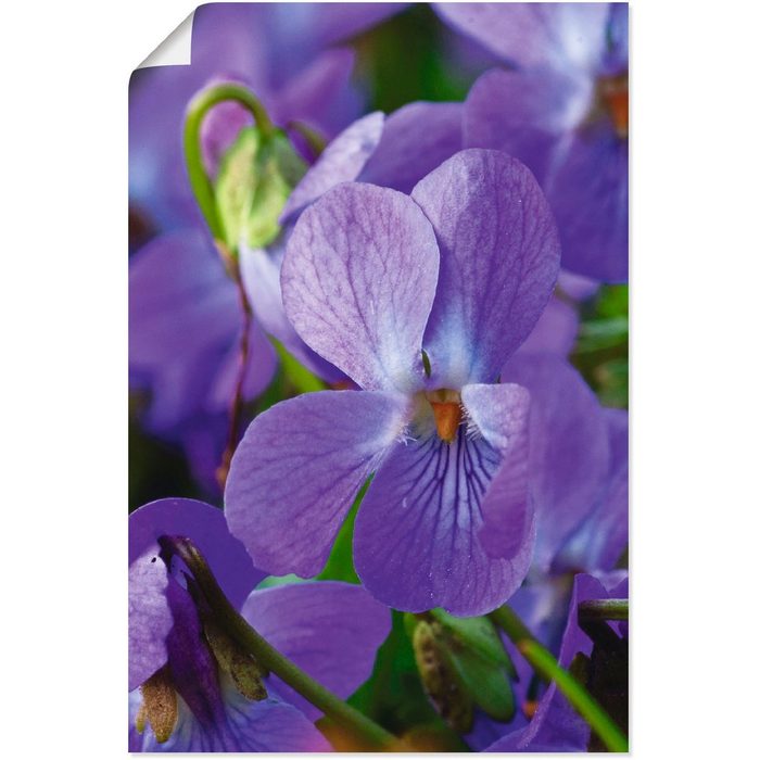 Artland Wandbild Veilchen Blumen (1 St) als Alubild Leinwandbild Wandaufkleber oder Poster in versch. Größen