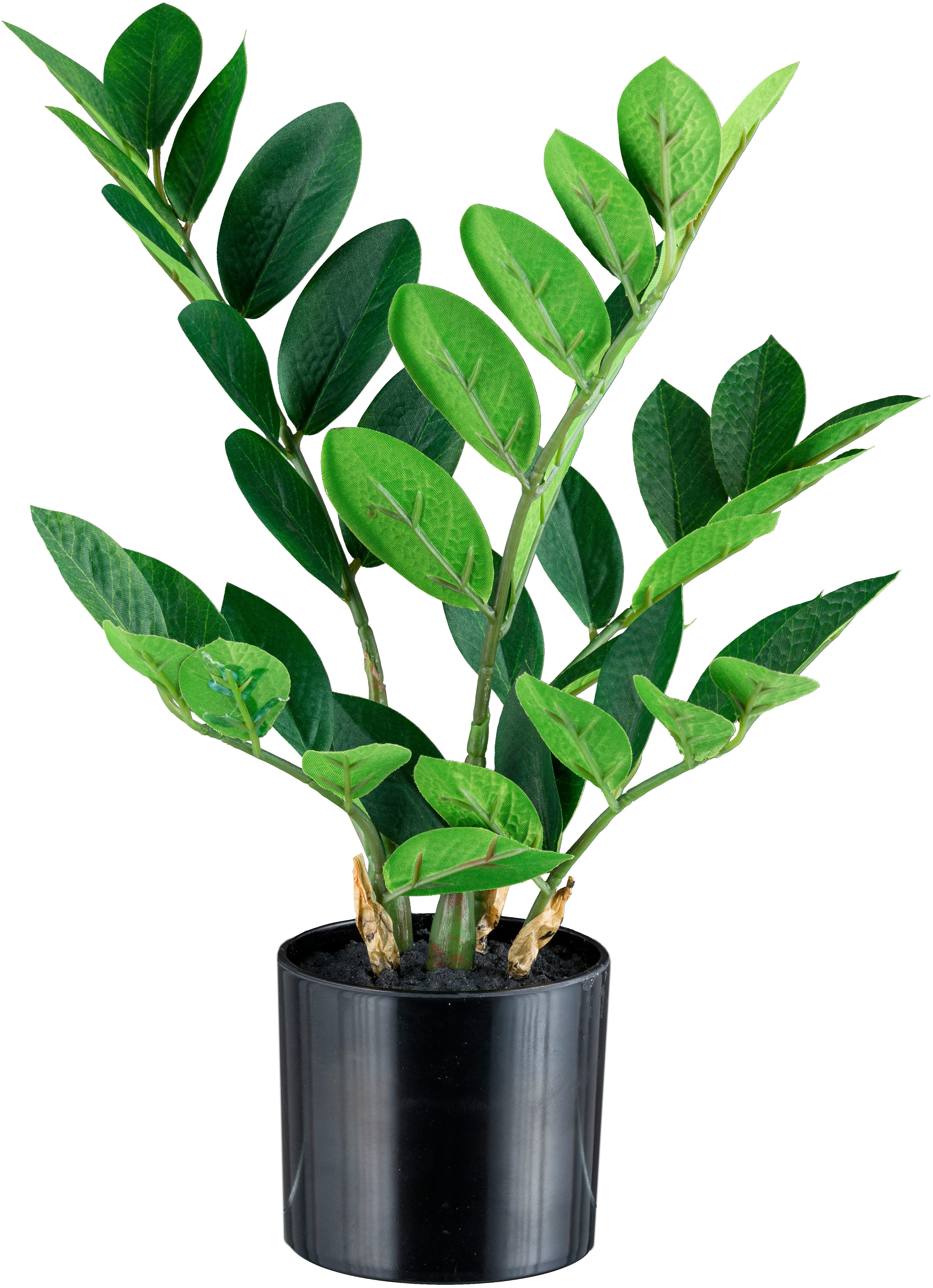 Kunstpflanze Zamifolia Grünpflanze, Creativ green, Höhe 36 cm, mit 5 Wedeln günstig online kaufen