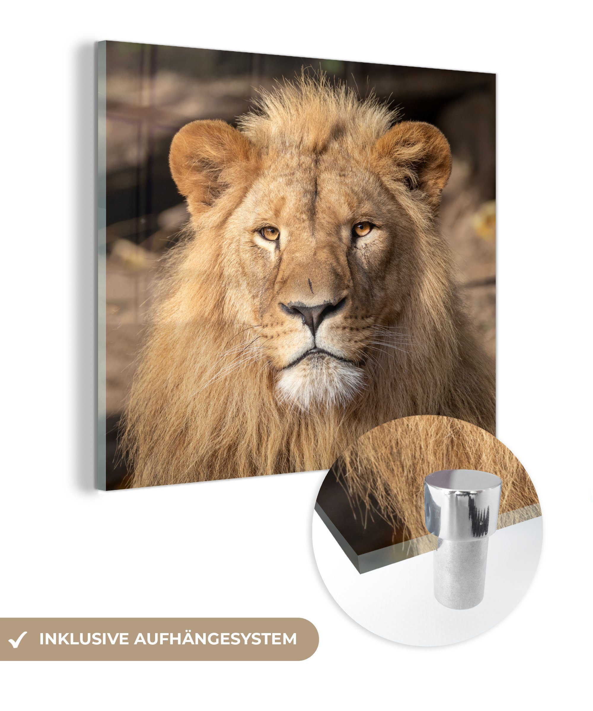 MuchoWow Acrylglasbild Löwen auf Porträt, Glas Glas (1 auf - Bilder Wandbild Raubtier Wanddekoration - - St), Foto Glasbilder - 