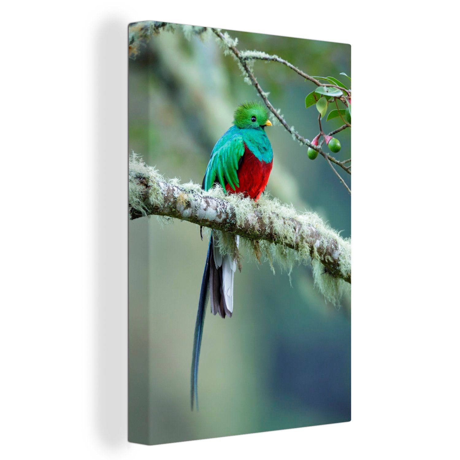 OneMillionCanvasses® Leinwandbild Quetzal in einem Eichenwald in Costa Rica, (1 St), Leinwandbild fertig bespannt inkl. Zackenaufhänger, Gemälde, 20x30 cm