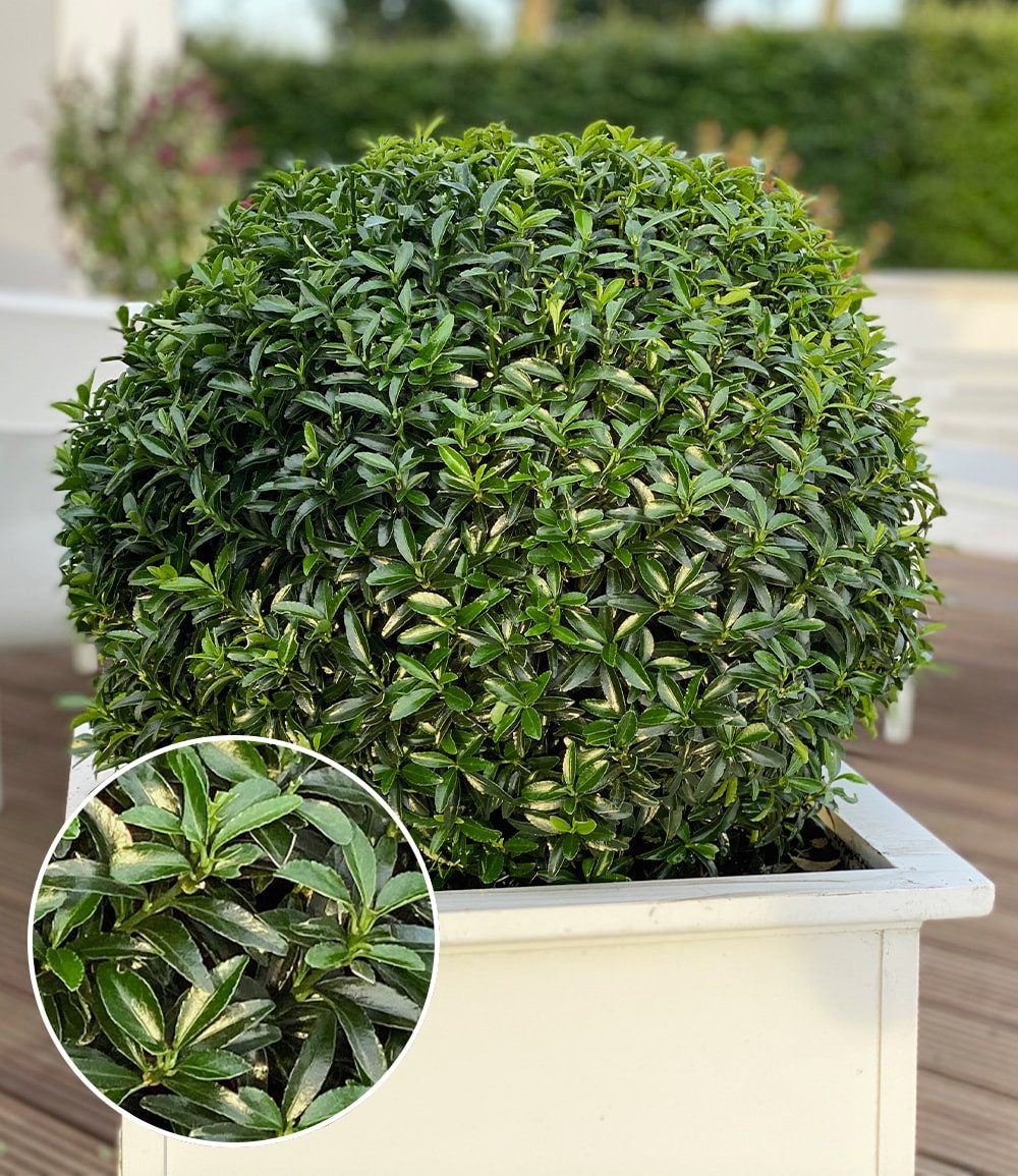 BALDUR Garten Zierstrauch Euonymus 'Green Empire®', 1 St., Dunkelgrün, immergrün,winterhart, mehrjährig, pflegeleicht