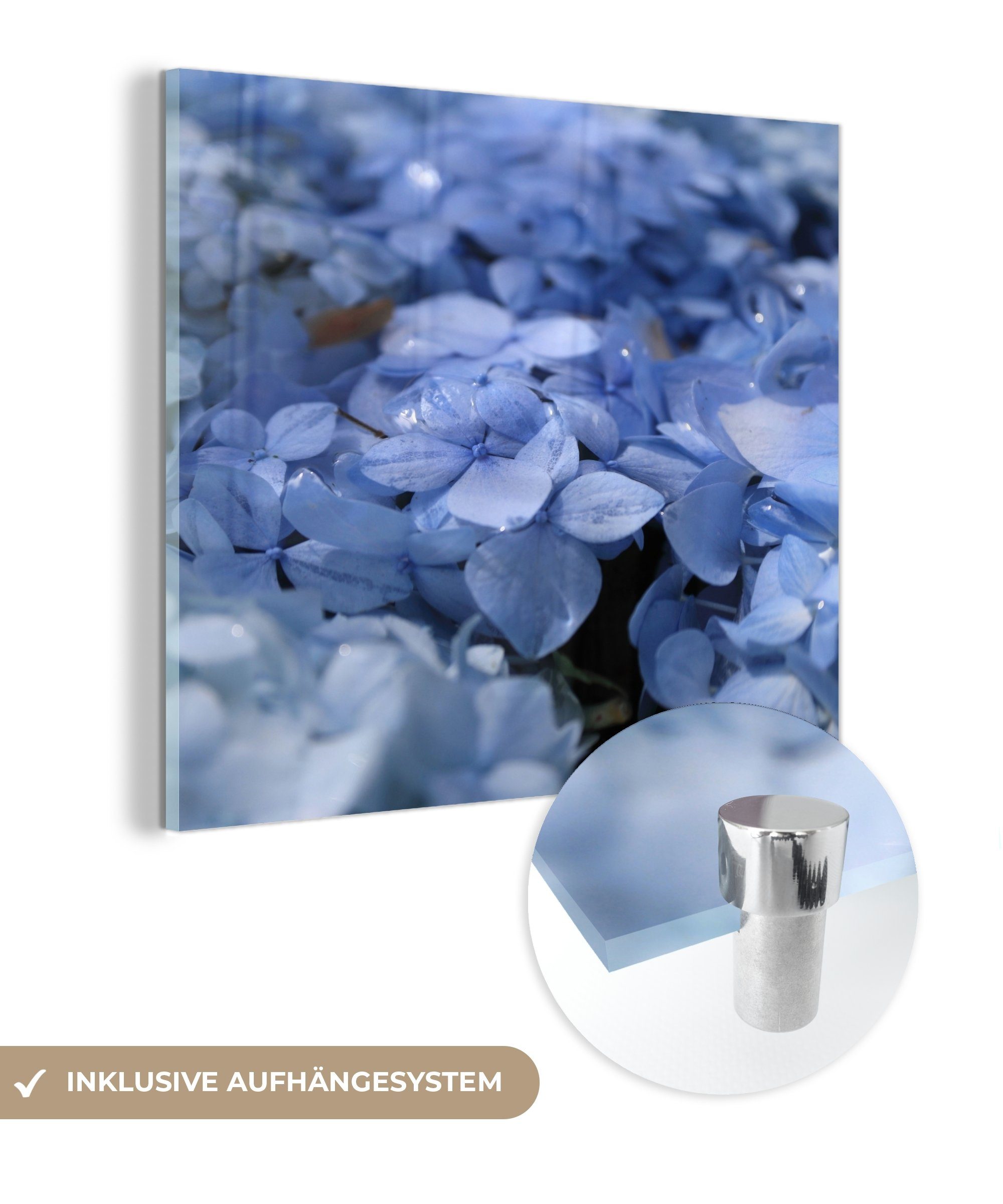 Foto (1 Hortensien St), Acrylglasbild mit Blaue Wandbild Glasbilder - Bilder MuchoWow Glas auf auf Glas Wanddekoration - Wassertropfen, -