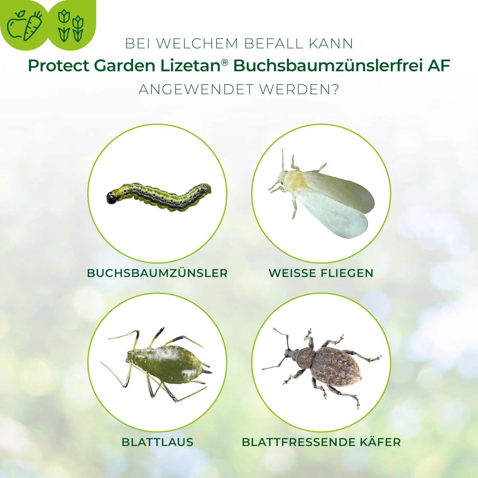 Protect Garden Insektenspray Lizetan Plus Buchsbaumzünslerfrei AF, 1 Liter, 1000 ml – Bild 4 von 5