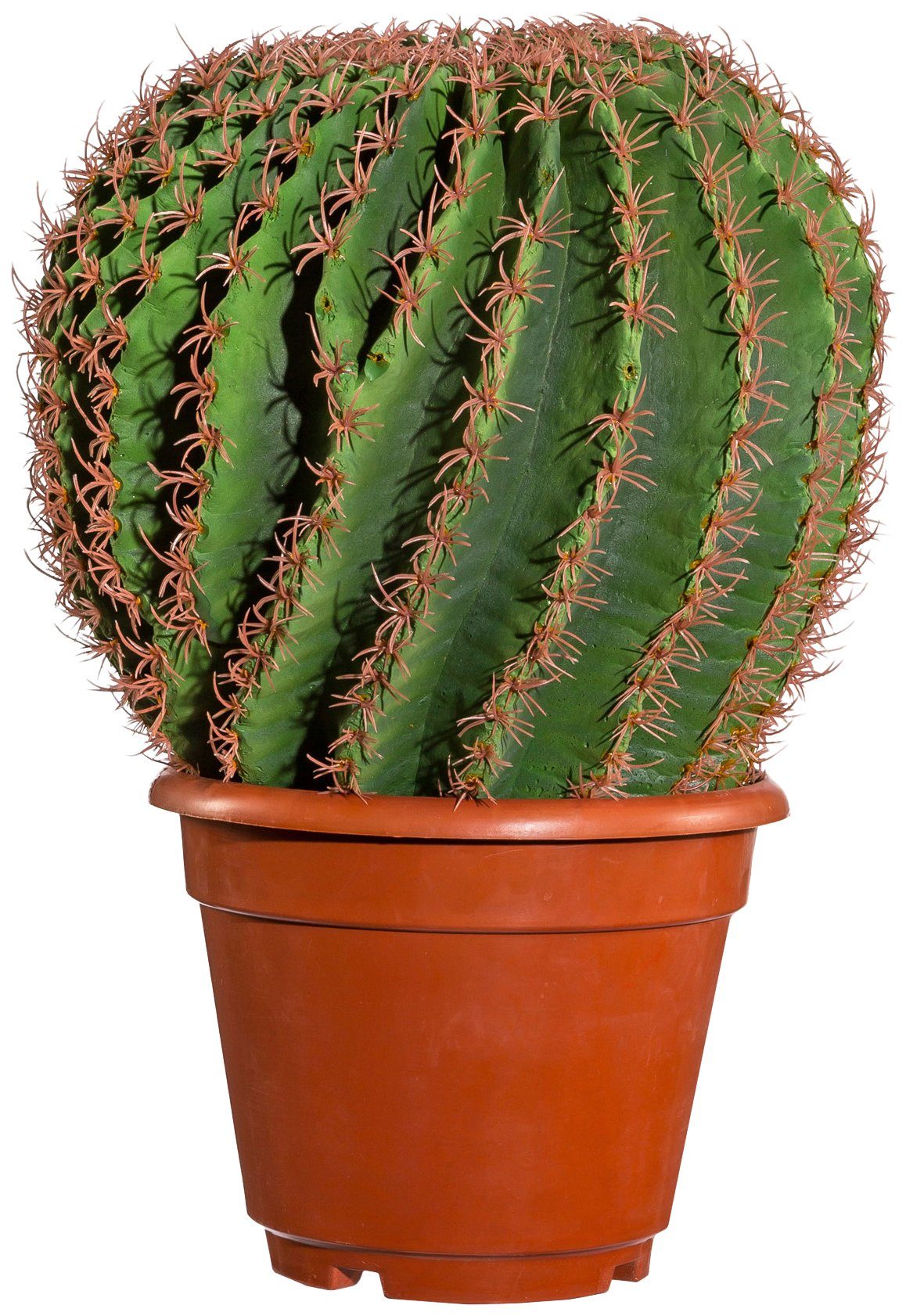 Kunstpflanze »Kaktus Echino«, im Kunststofftopf, ØxH: 20x33 cm online