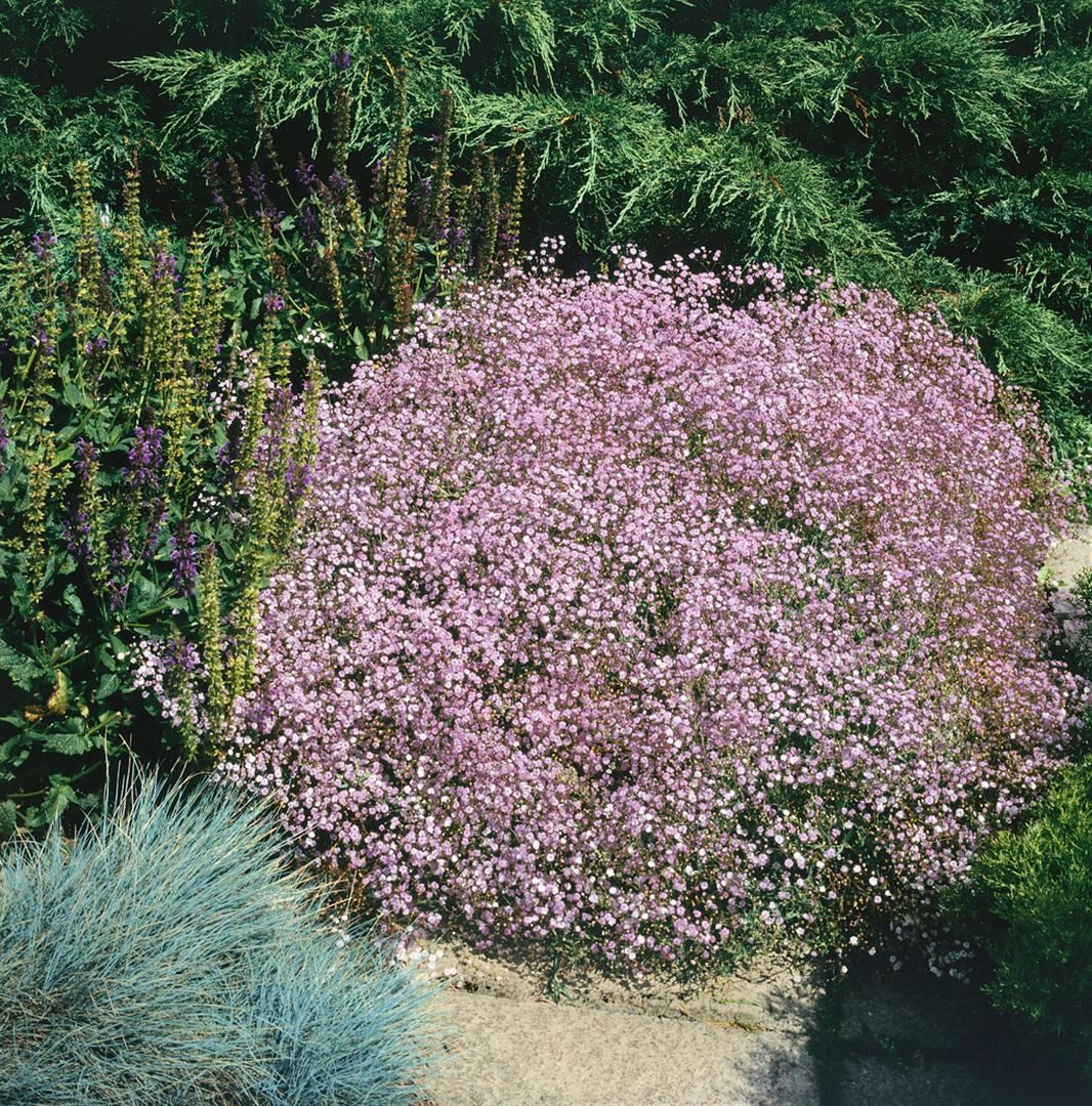 Pflanzen für Dich Staude Gypsophila repens Rosenschleier, 1 St., Kriechendes Schleierkraut, Teppich-Schleierkraut