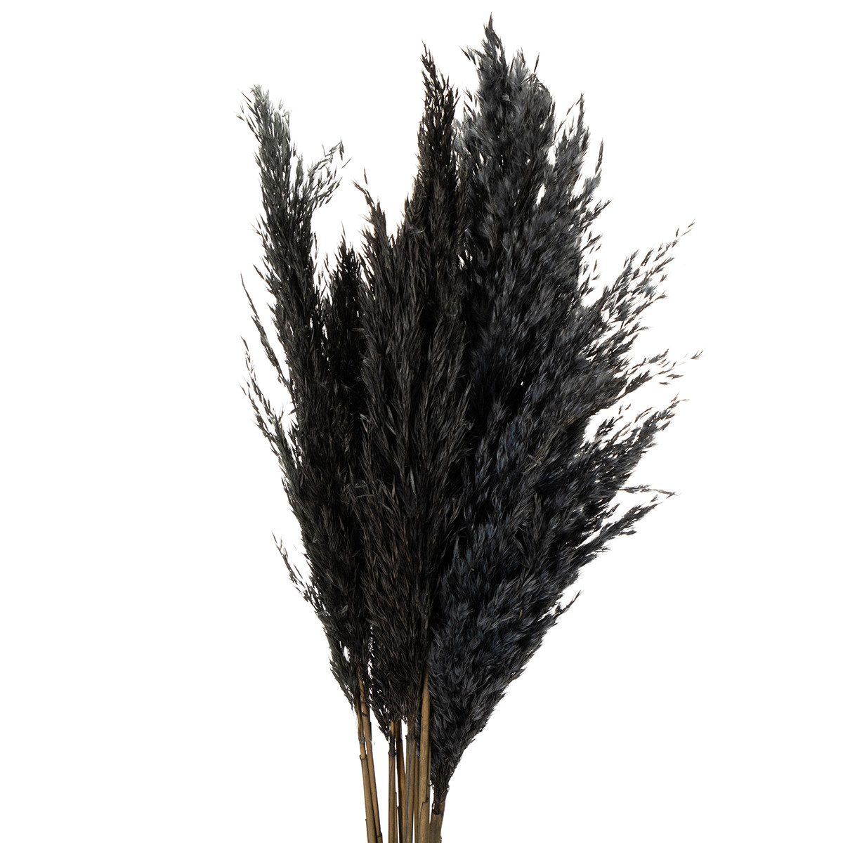 Trockenblume Dekoratives Federgras für Trockenfloristik und moderne, Viana, günstig online kaufen