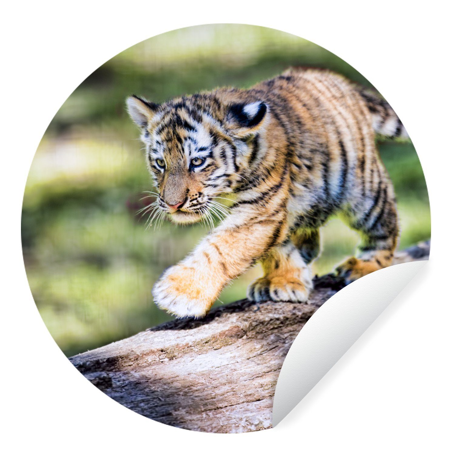 MuchoWow Wandsticker Junger Tiger läuft auf einem Baumstamm (1 St), Tapetenkreis für Kinderzimmer, Tapetenaufkleber, Rund, Wohnzimmer