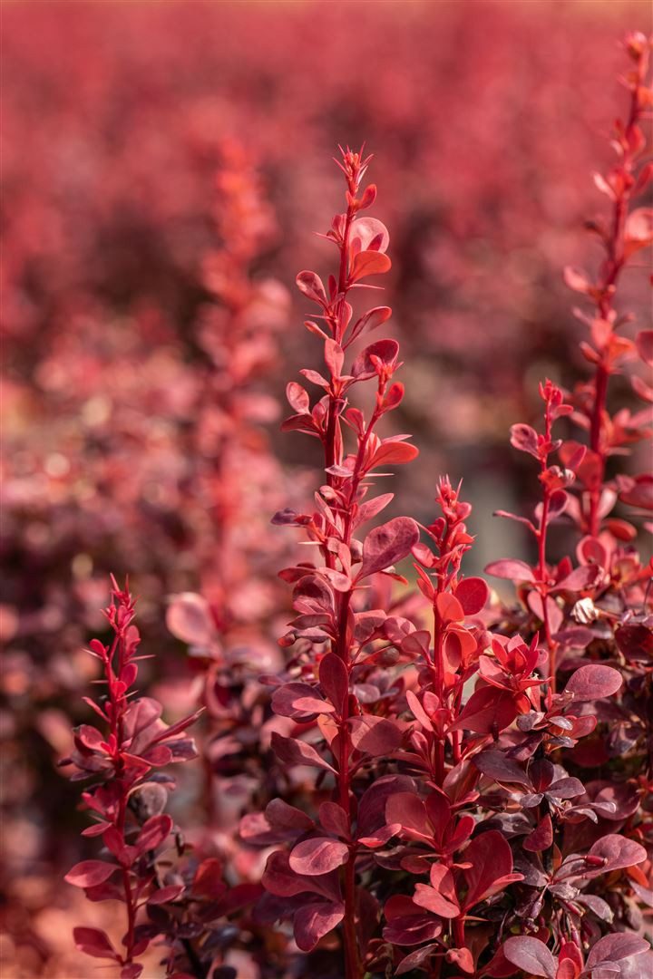 Pflanzen für Dich Gehölze Berberis thunbergii Ruby Star, 1 St., Thunberg-Berberitze, Heckenberberitze
