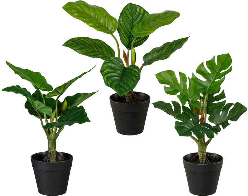 Künstliche Zimmerpflanze Set aus Grünpflanzen Grünpflanzen, Creativ green, Höhe 26 cm, 3er Set
