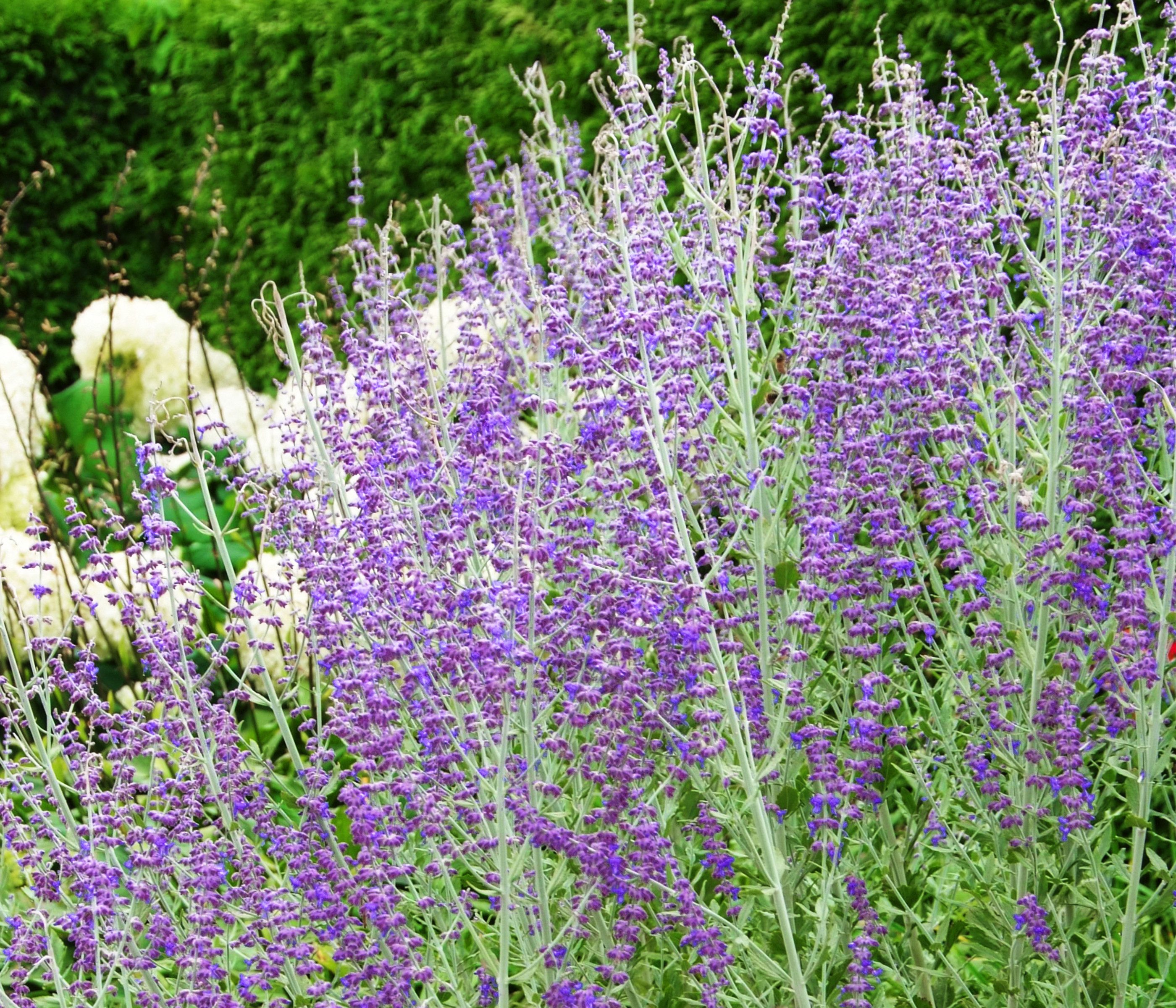 Dehner Gehölze Blauraute Blue Spire, duftende violettblaue Blüten