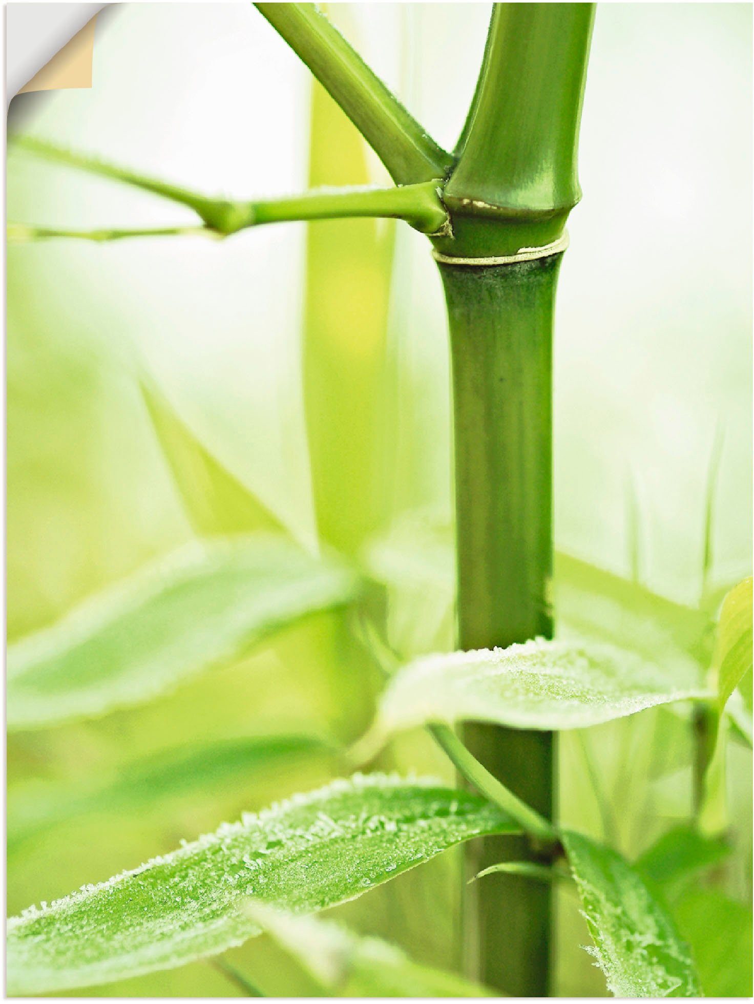 Artland Wandbild Bambus Zweig, Gräser (1 St), als Leinwandbild, Wandaufkleber oder Poster in versch. Größen | Poster