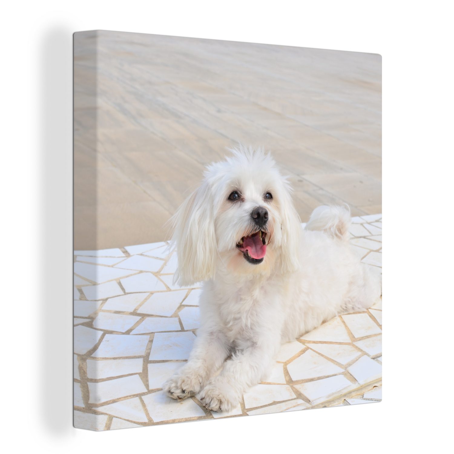 OneMillionCanvasses® Leinwandbild Ein Malteser Hund liegt auf einem Weg, (1 St), Leinwand Bilder für Wohnzimmer Schlafzimmer