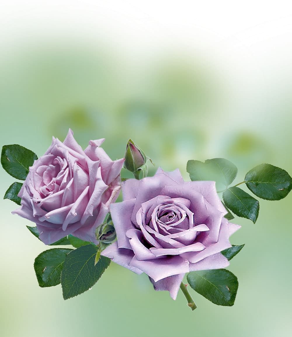 BALDUR Garten Rose Parfum-Rose 'Mamy Blue®', 1 St., Teehybride, winterhart, mehrjährig, duftend, pflegeleicht