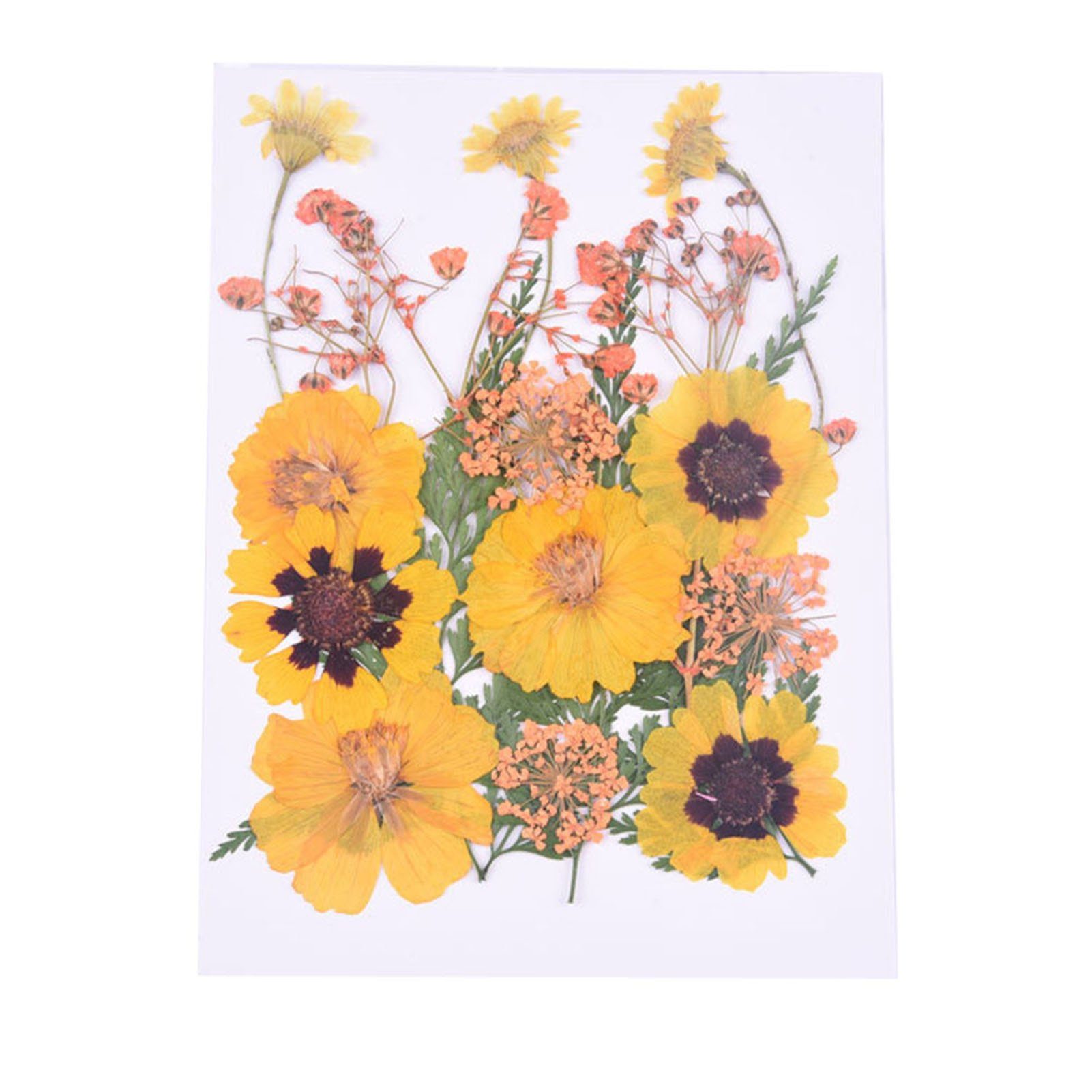 Blumen, Blumen, Gepresste Scrapbooking, 2 combination Getrocknete Trockenblume Kleine Trockene, Blusmart