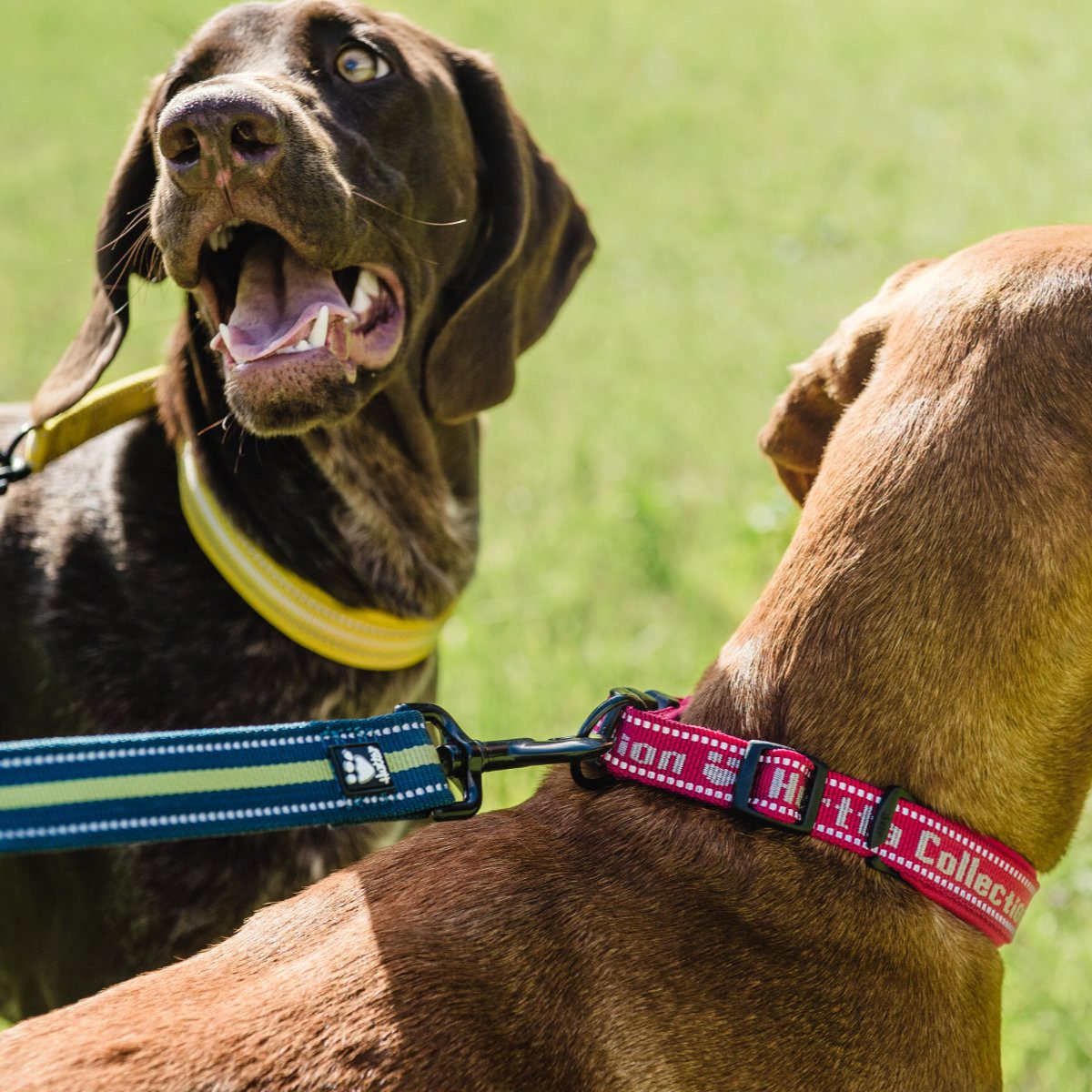 HURTTA Hunde-Halsband Gepolstertes Halsband ockergelb