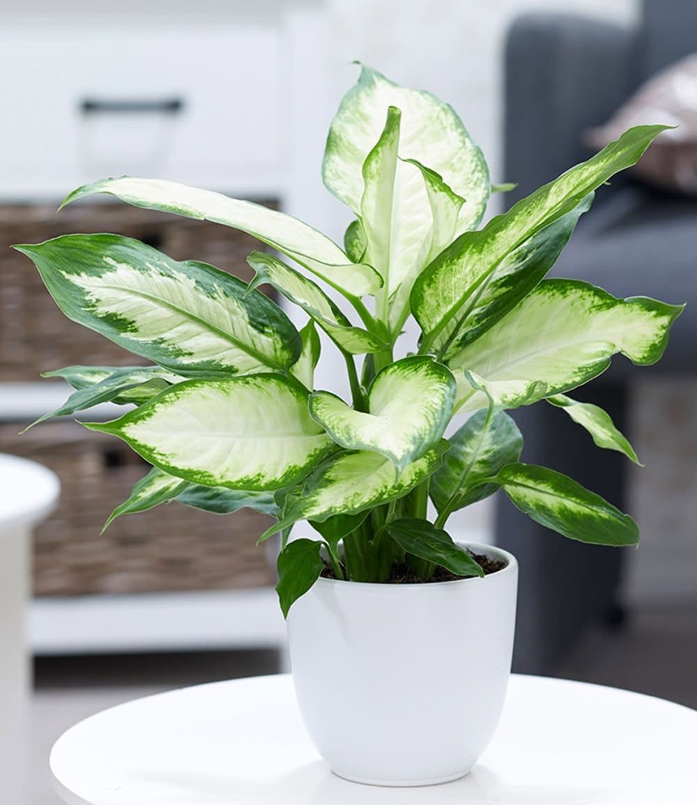 BALDUR Garten Zimmerpflanze Dieffenbachie 'Camilla', 1 St., Dieffenbachia, pflegeleicht