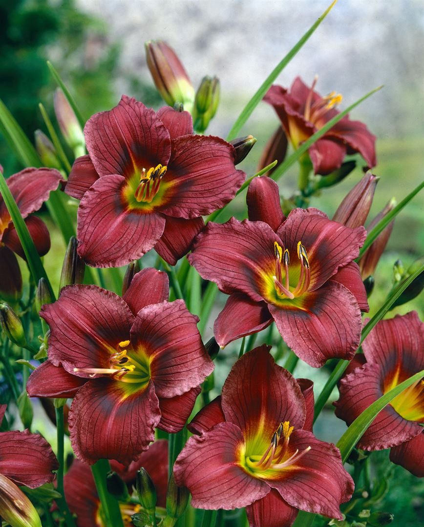 Pflanzen für Dich Staude Hemerocallis cult. Little Grapette, 1 St., Taglilie