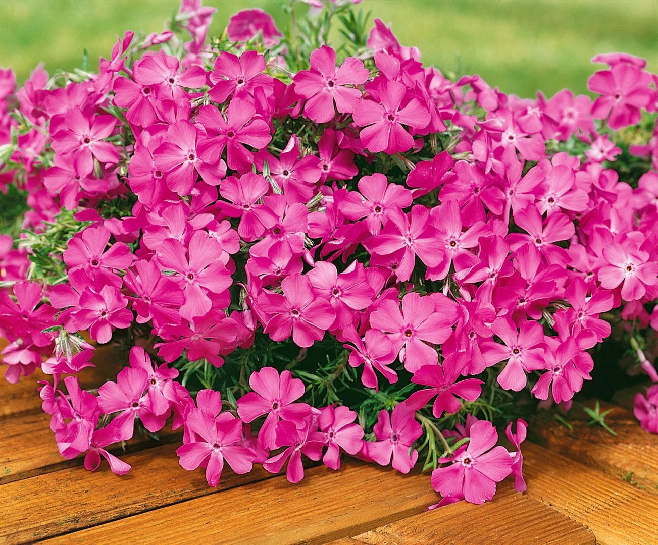 Pflanzen für Dich Bodendecker Phlox sub. MacDaniel's Cushion, 1 St., Polster-Phlox, Teppich-Phlox, Moos-Phlox, teppichartig, rosa blühend