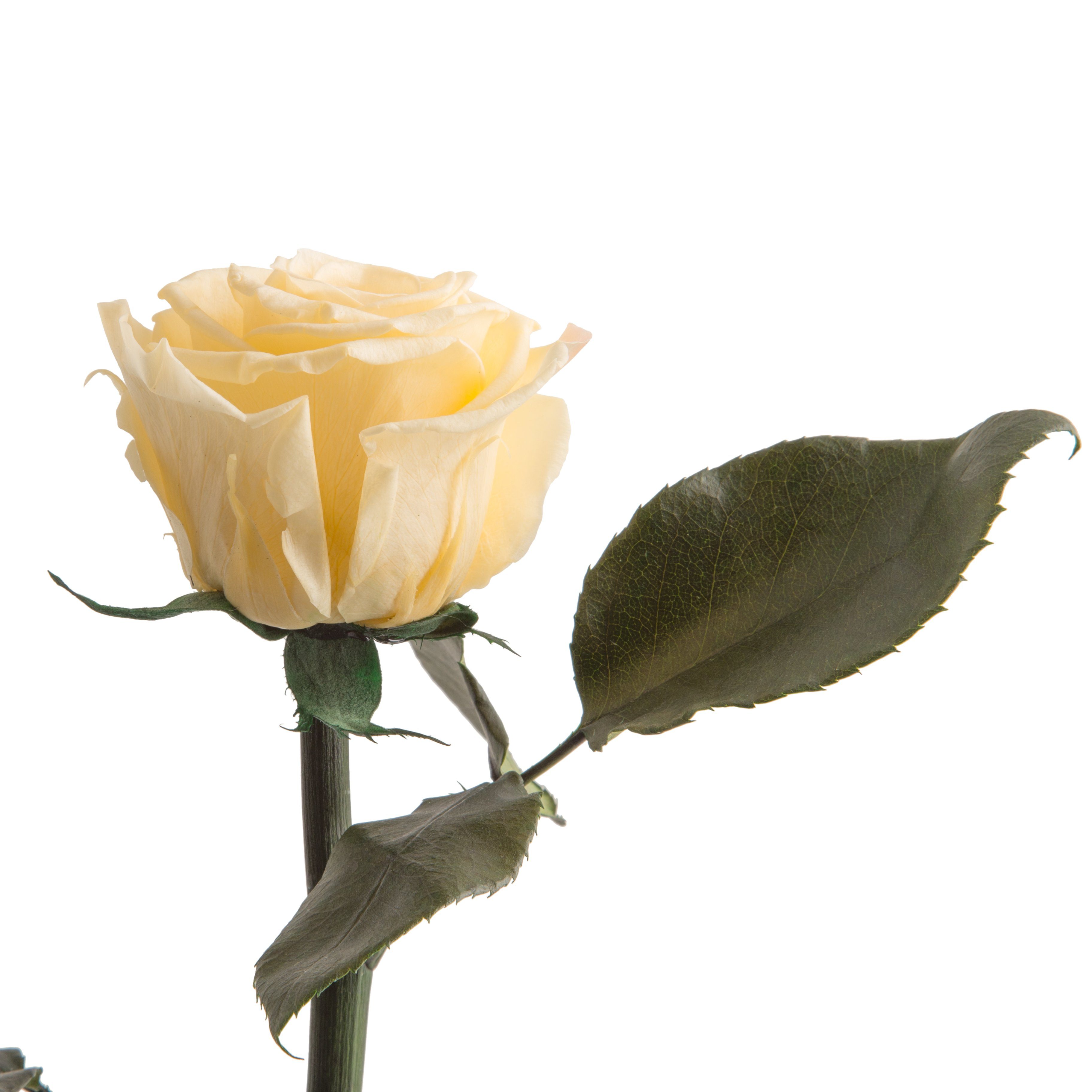 Kunstblume Ewige Rose konserviert mit Stiel günstig online kaufen