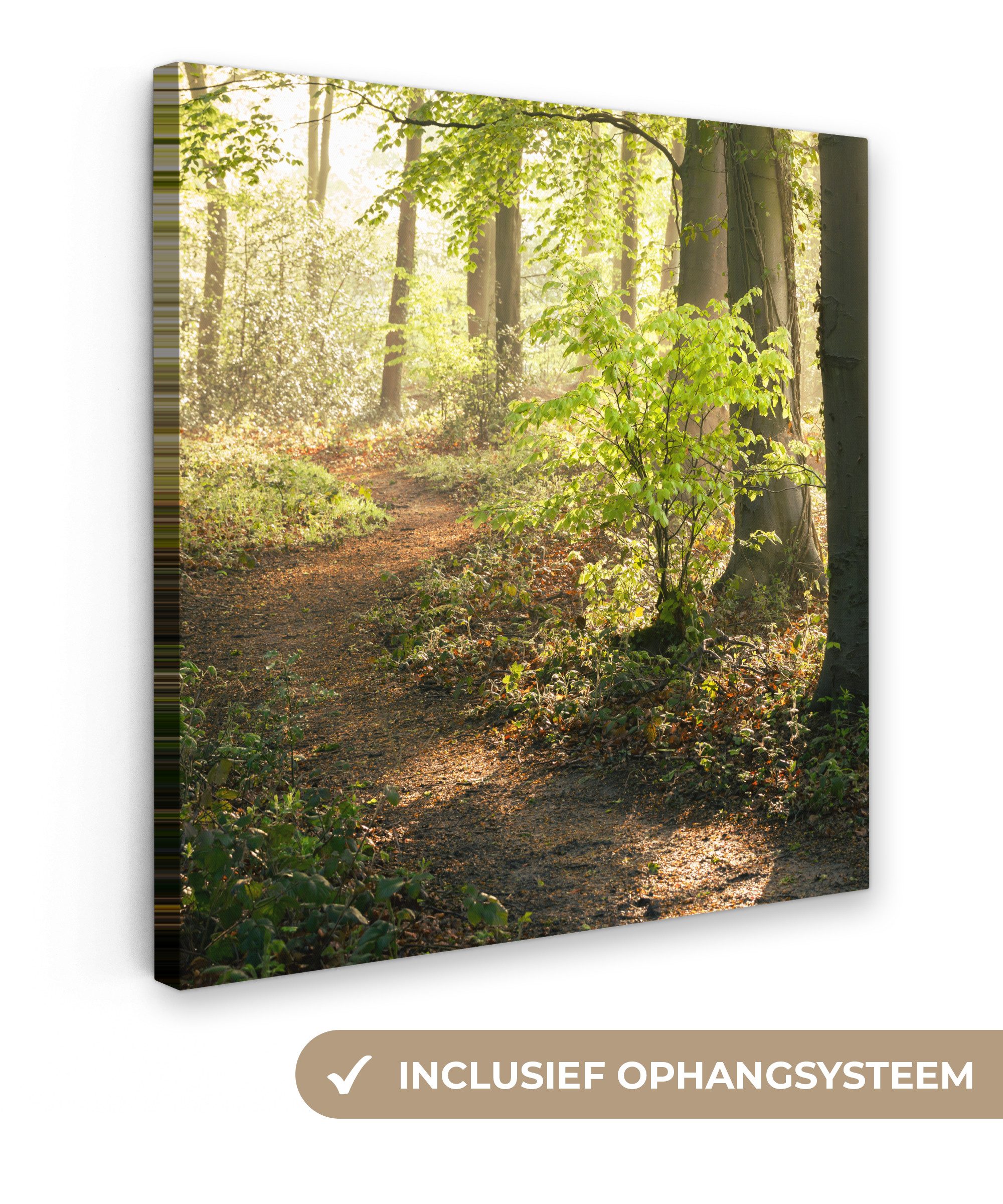 OneMillionCanvasses® Leinwandbild Wald - Bäume - Weg - Sonne - Pflanzen - Laub - Natur, Fotodruck (1 St), Wandbild, Deko Schlafzimmer Wohnzimmer Flur 20x20 cm