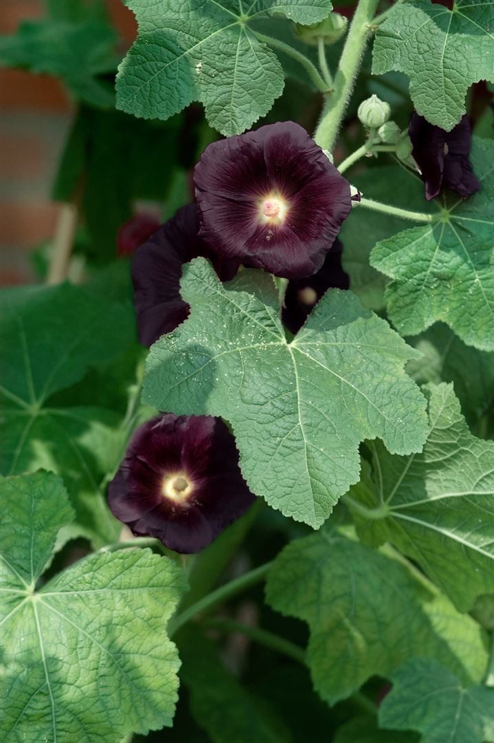 Pflanzen für Dich Staude Alcea rosea Nigra, 1 St., Schwarze Stockrose, Stockrose