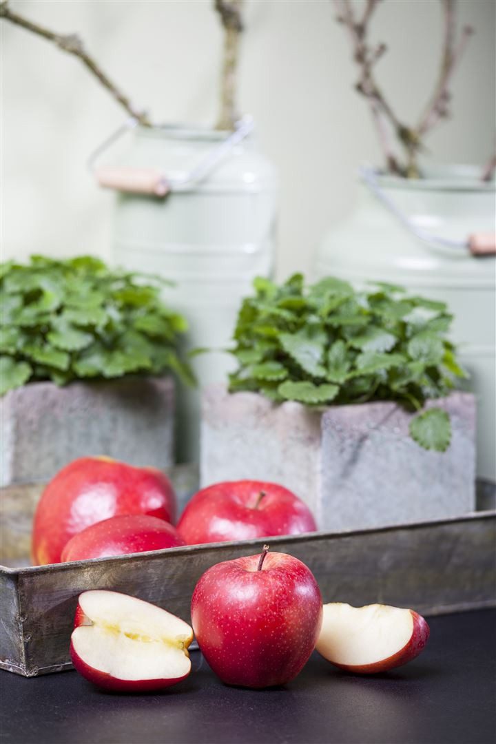 Pflanzen für Dich Obstpflanze Malus 'Gala', 1 St., Gala-Apfel, Apfelbaum, rote Früchte, süßaromatisch