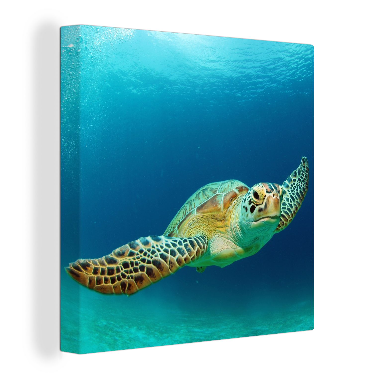 OneMillionCanvasses® Leinwandbild Nahaufnahme einer Grünen Meeresschildkröte, (1 St), Leinwand Bilder für Wohnzimmer Schlafzimmer