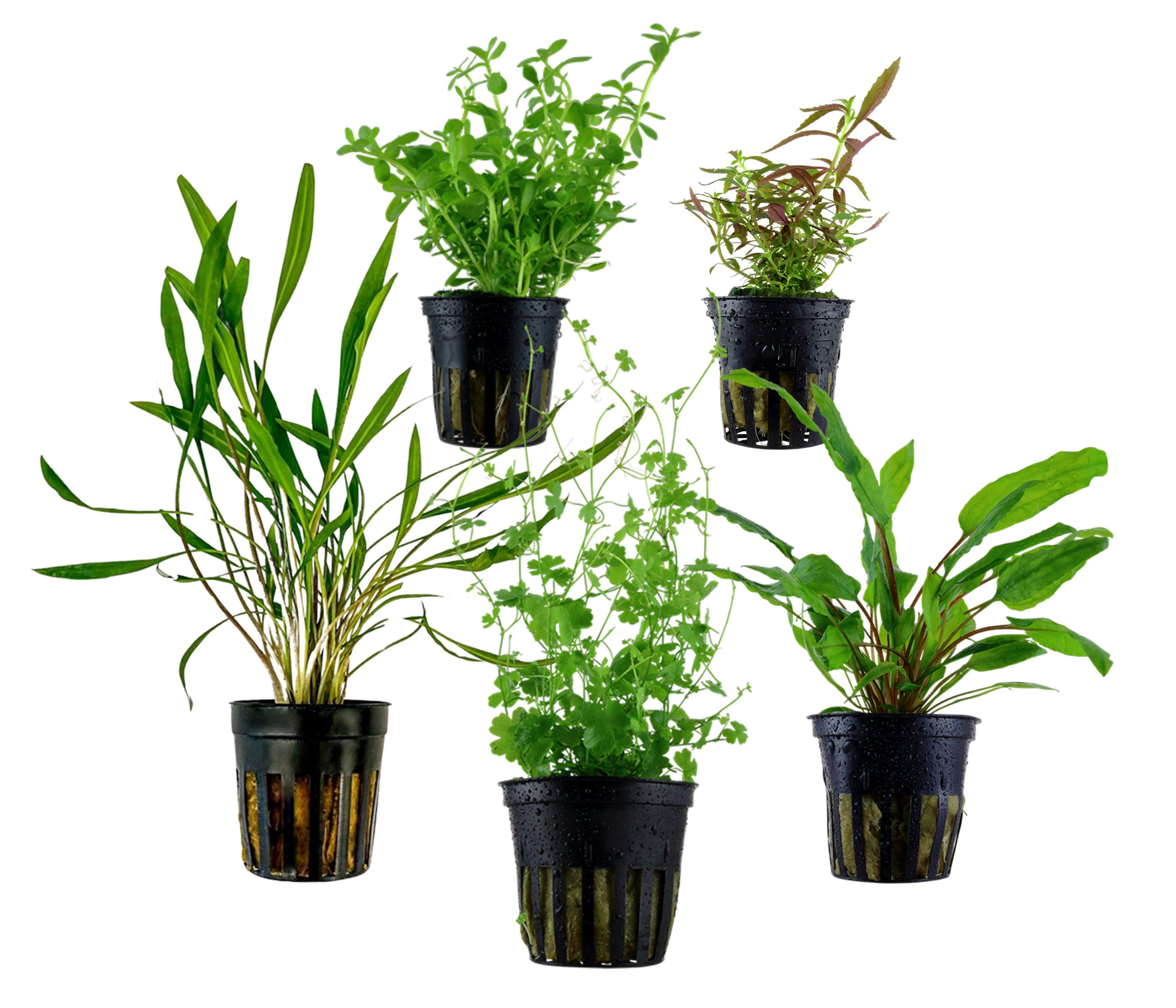 Dehner Wasserpflanze Aquarienpflanzen Set, 5-teilig, Mittelgrund 205, je ca. 3-15 cm, robuste Wasserpflanzen für Süßwasser Aquarien