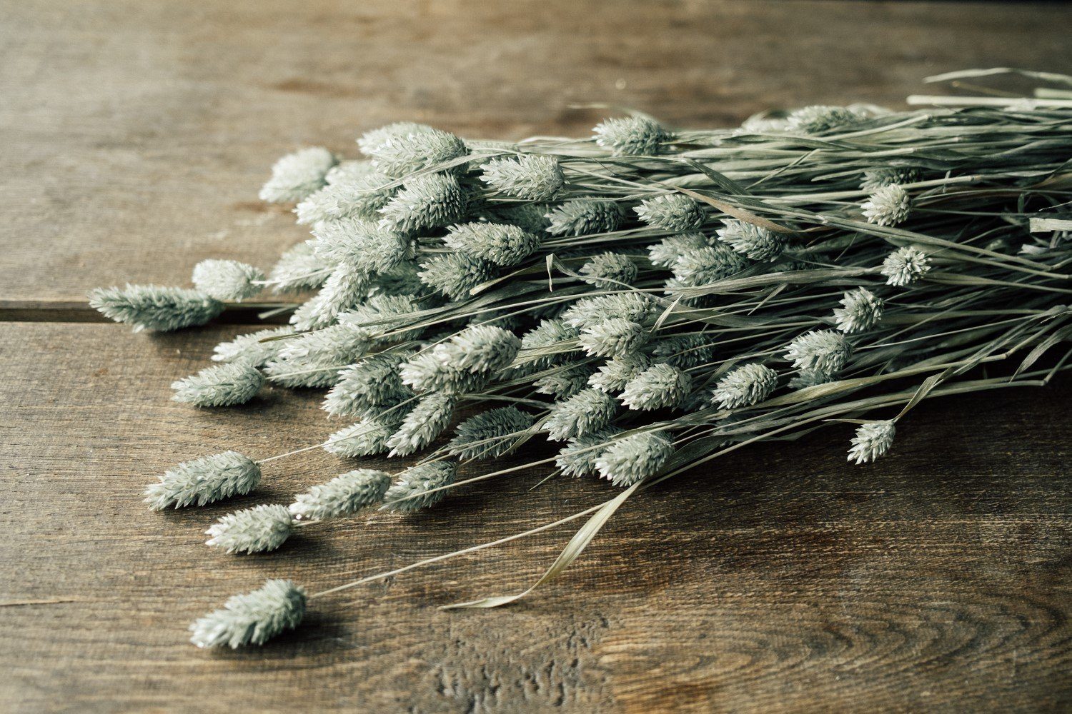Trockenblume Phalaris gefrostet getrocknet im Bund ca. 60 cm