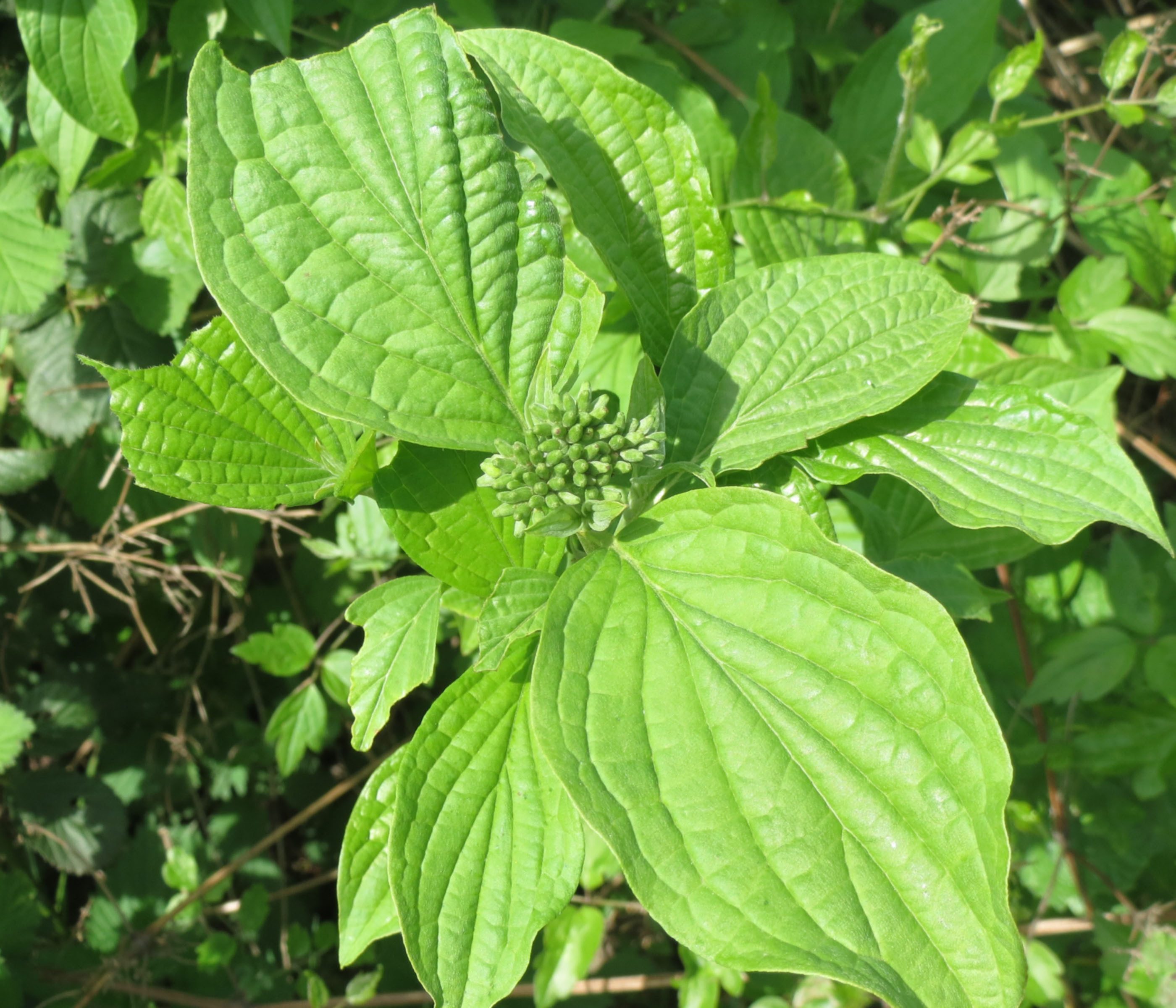 Dehner Zierstrauch Gelbholz-Hartriegel Flaviramea, Cornus sericea, insektenfreundlicher Strauch mit cremegelben Blüten